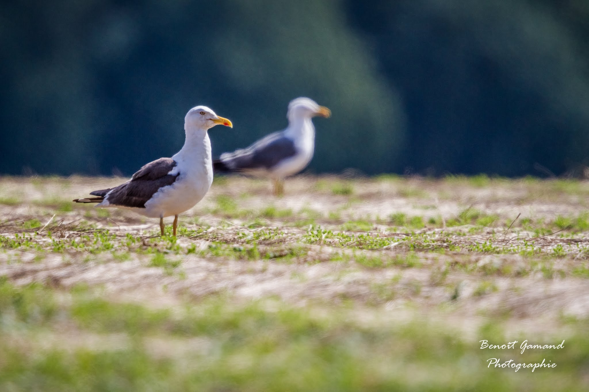Canon EF 500mm F4L IS II USM sample photo. GoÉlands jumeaux photography