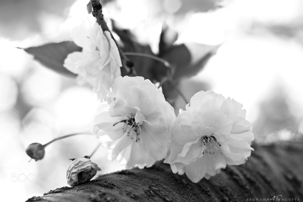 Canon EOS 50D + Canon EF 50mm F1.8 II sample photo. Cherry blossom photography