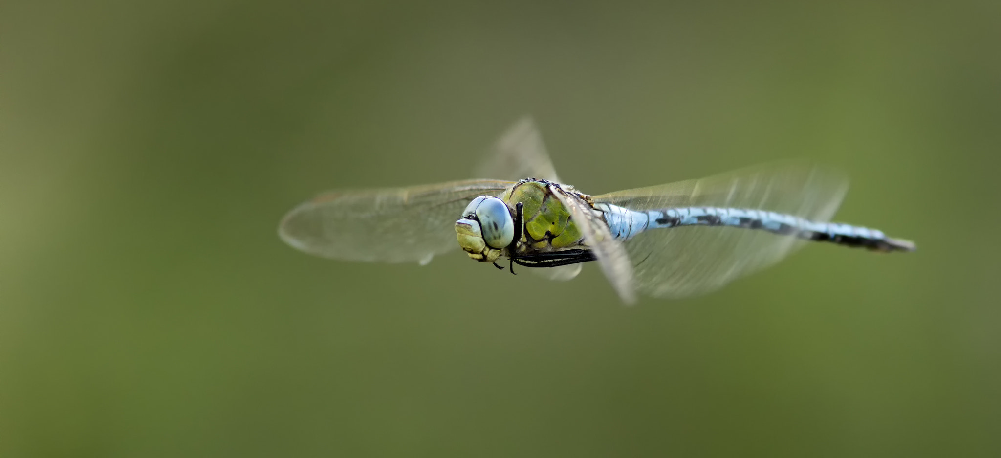 Canon EF 300mm F4L IS USM sample photo. Flight of the emperor # 6 aka show me the way photography