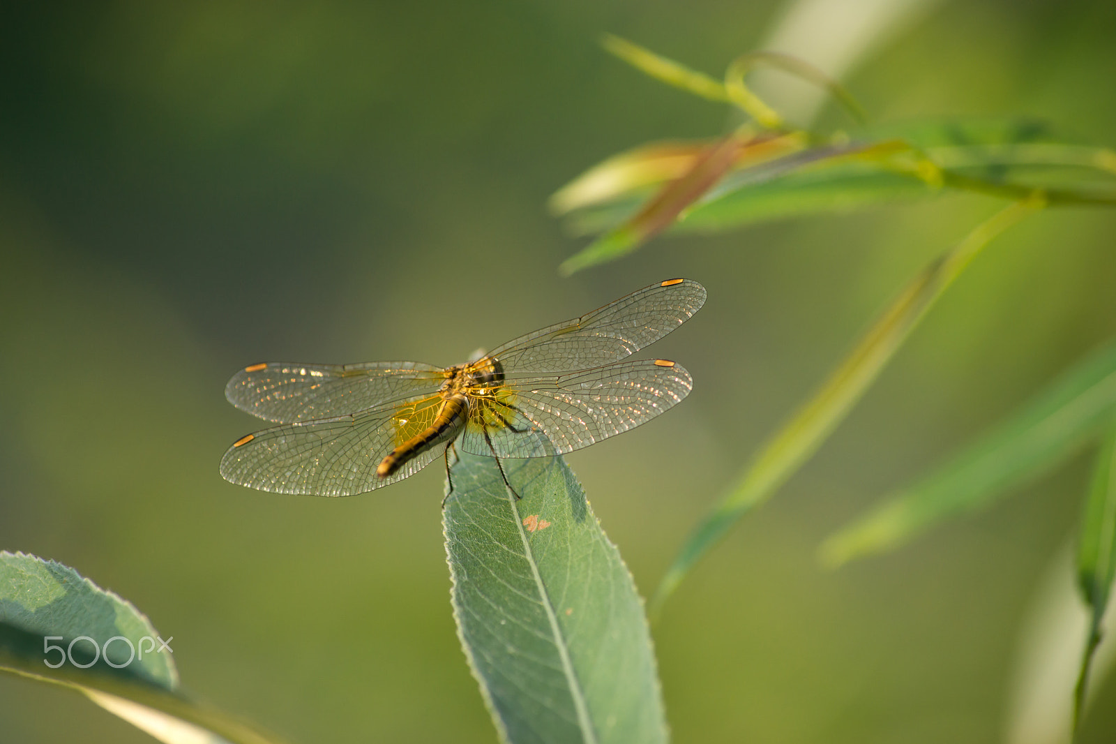 Sony SLT-A65 (SLT-A65V) sample photo. Golden dragonfly sitting on a leaf. photography