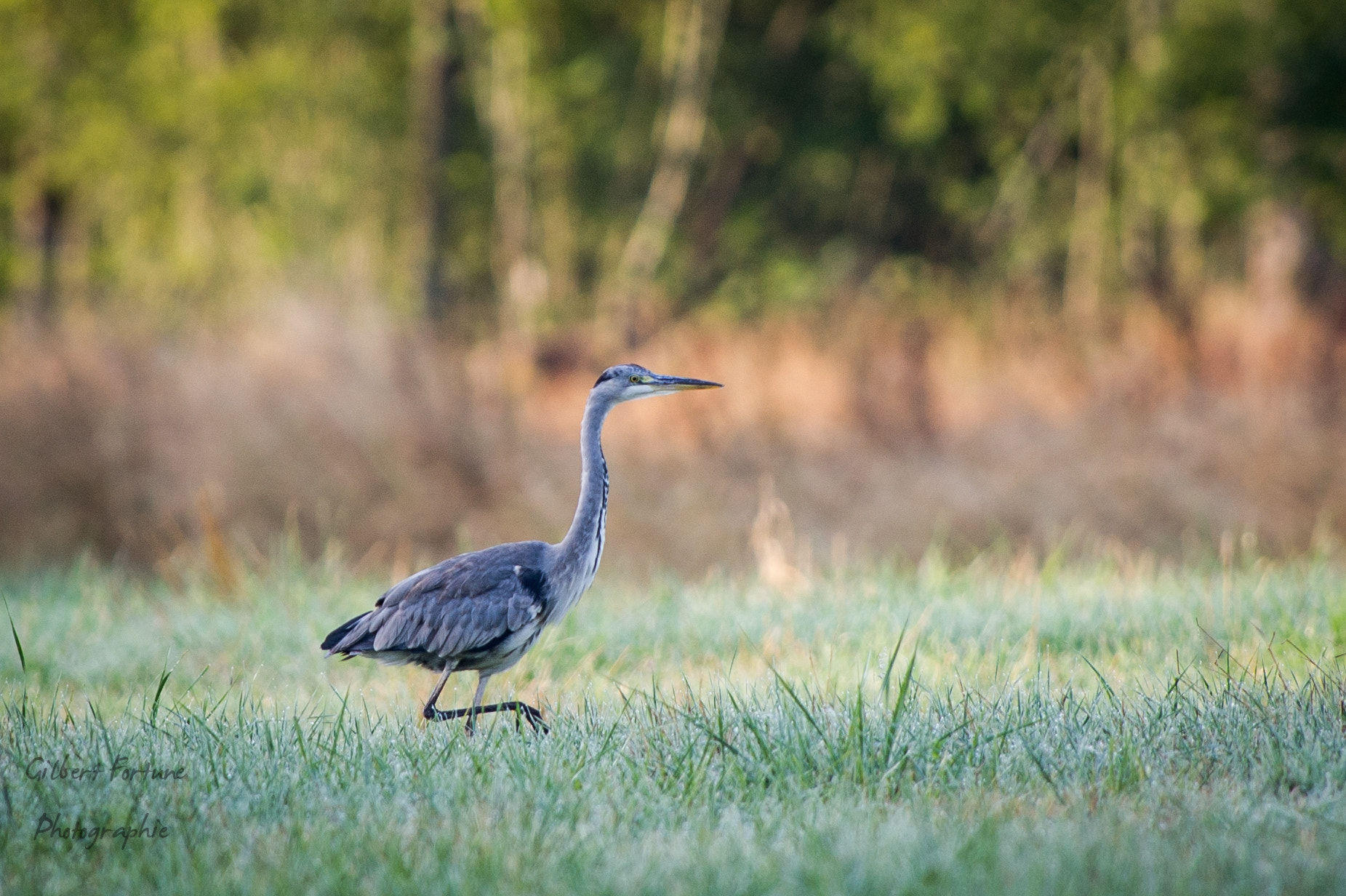 Nikon AF-S Nikkor 300mm F2.8G ED VR II sample photo. Heron photography