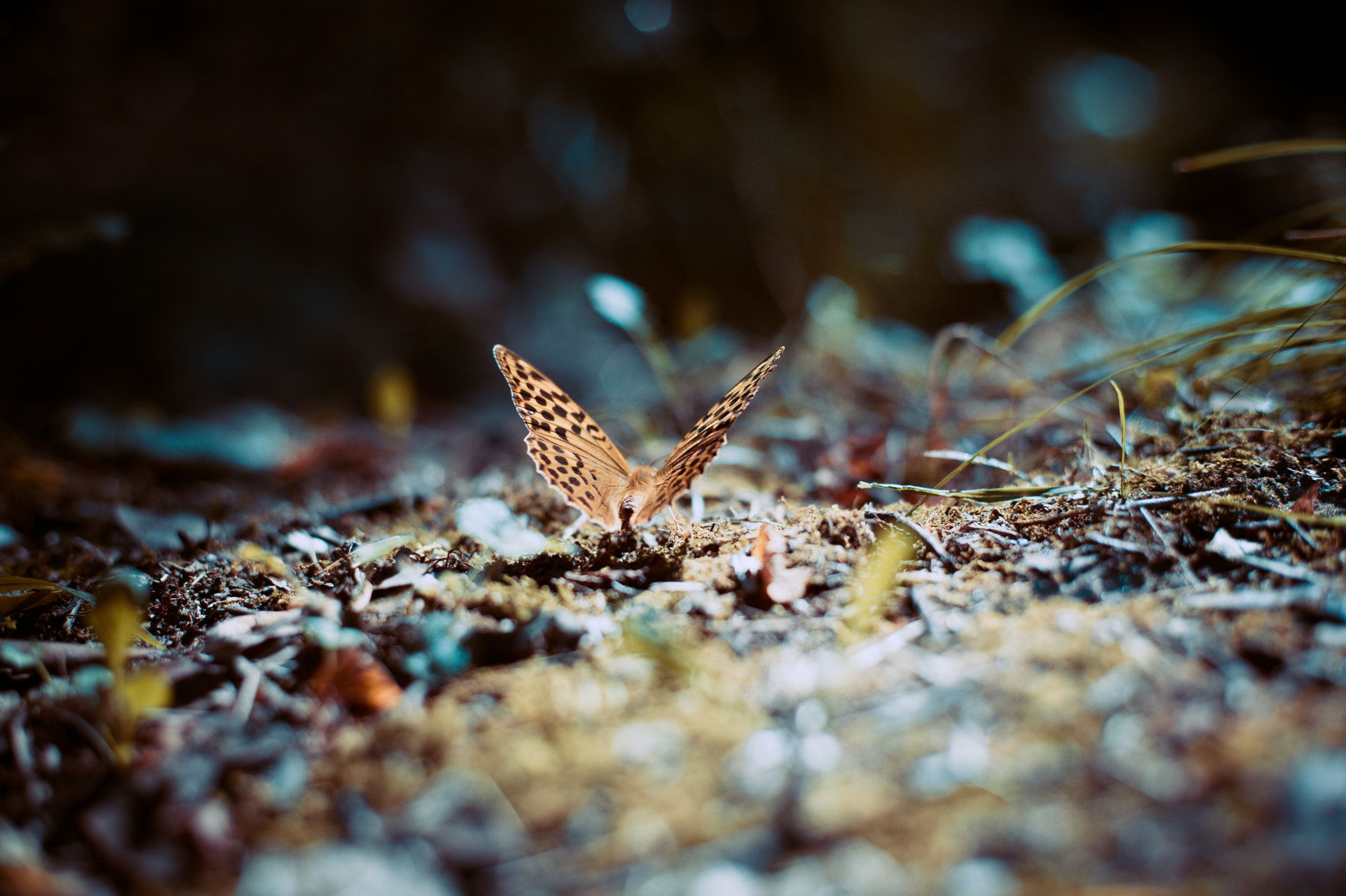 Canon EOS 5D Mark II + Canon EF 50mm F1.8 II sample photo. Butterfly photography