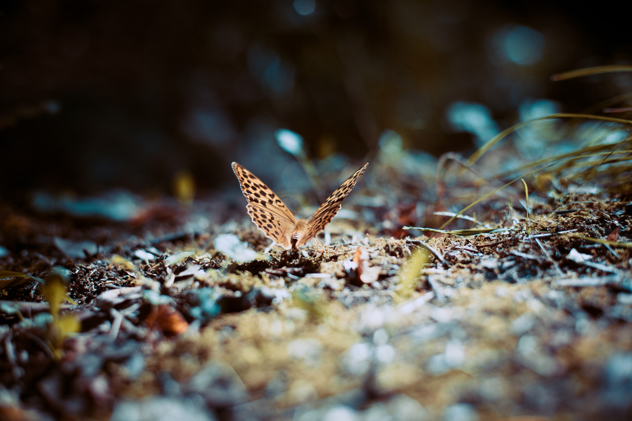 Canon EF 50mm F1.8 II sample photo. Butterfly photography