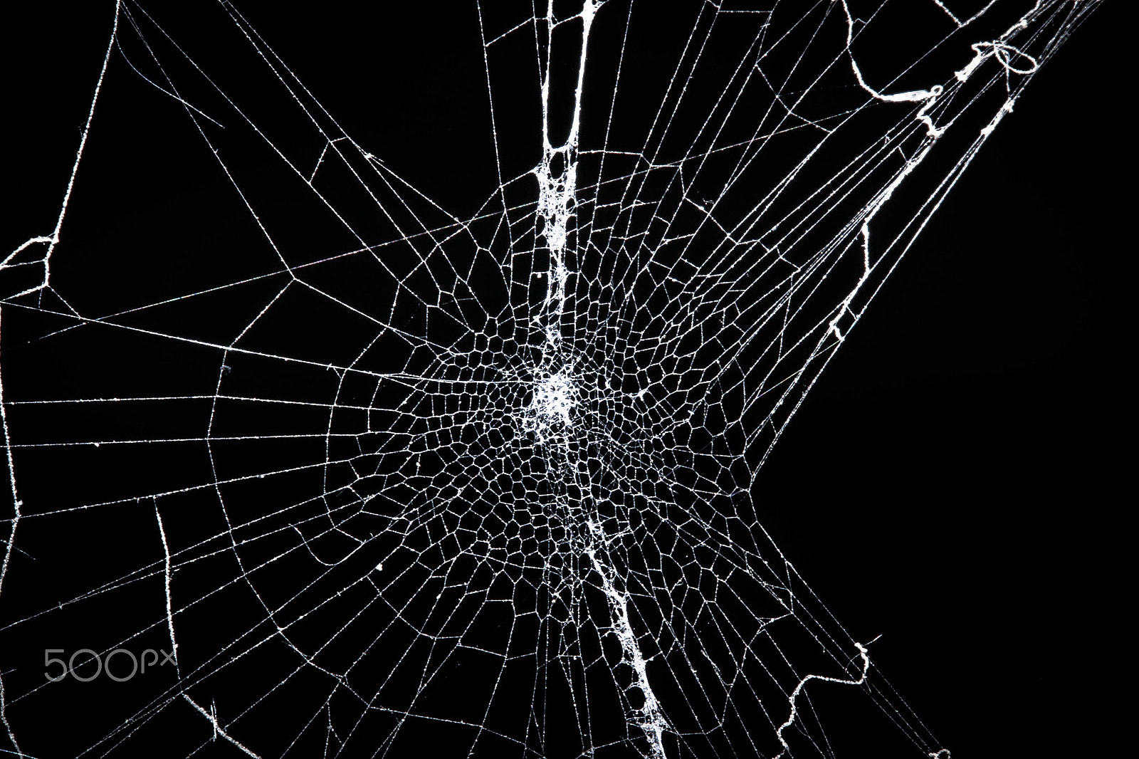 Canon EF-S 60mm F2.8 Macro USM sample photo. Spider web photography