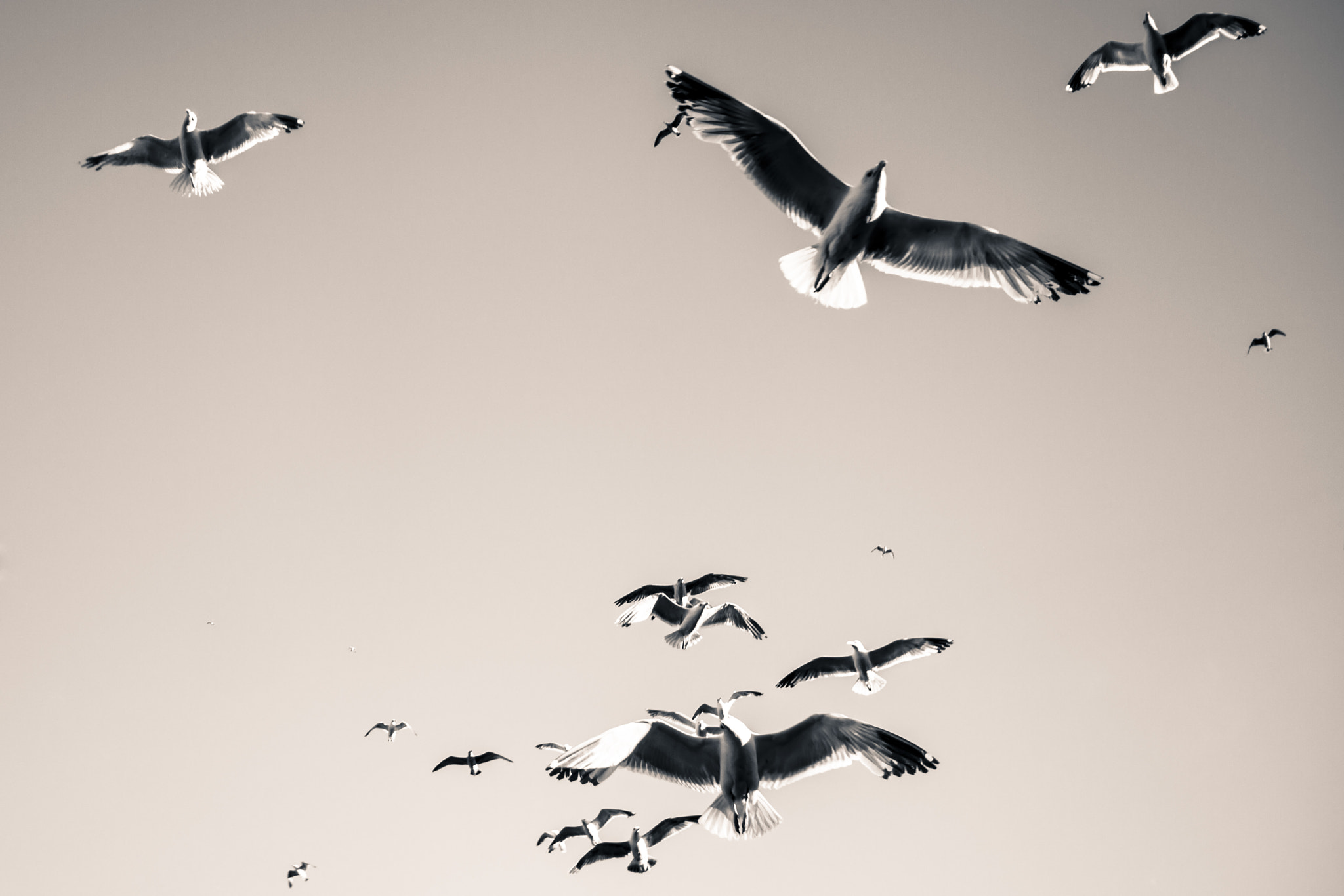 Canon EOS 50D sample photo. Seagulls photography