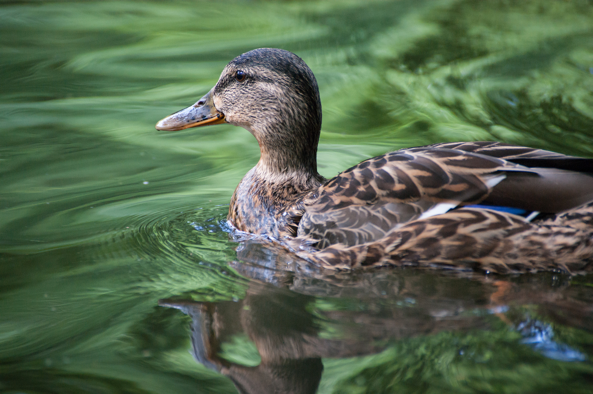 Sony Alpha DSLR-A390 sample photo. Boring duck photography