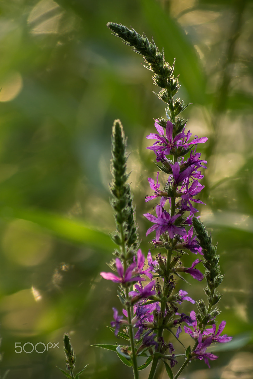 Tamron AF 55-200mm F4-5.6 Di II LD Macro sample photo. Meadow flower photography