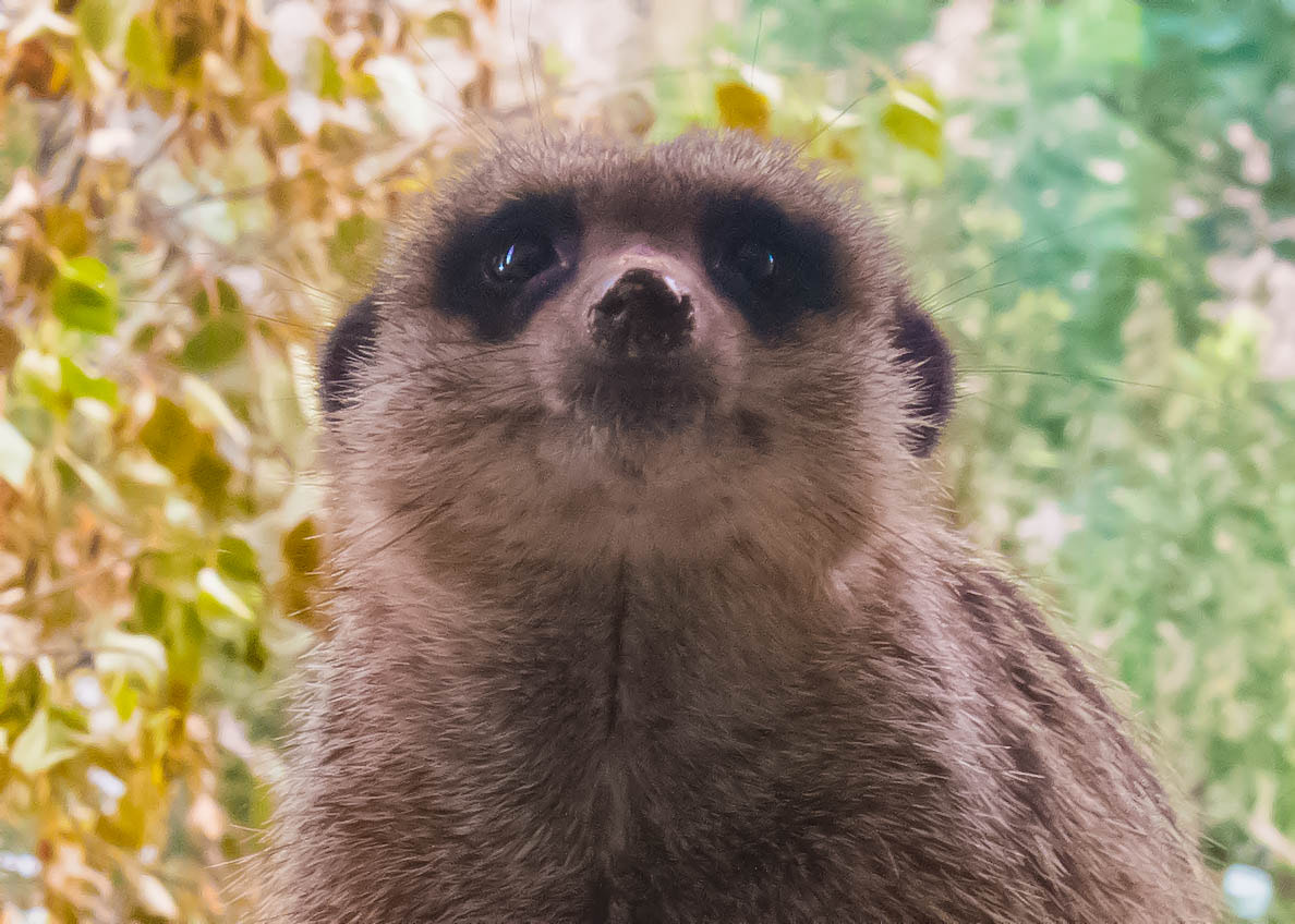 Sigma 24mm F1.4 DG HSM Art sample photo. Meerkat portrait photography