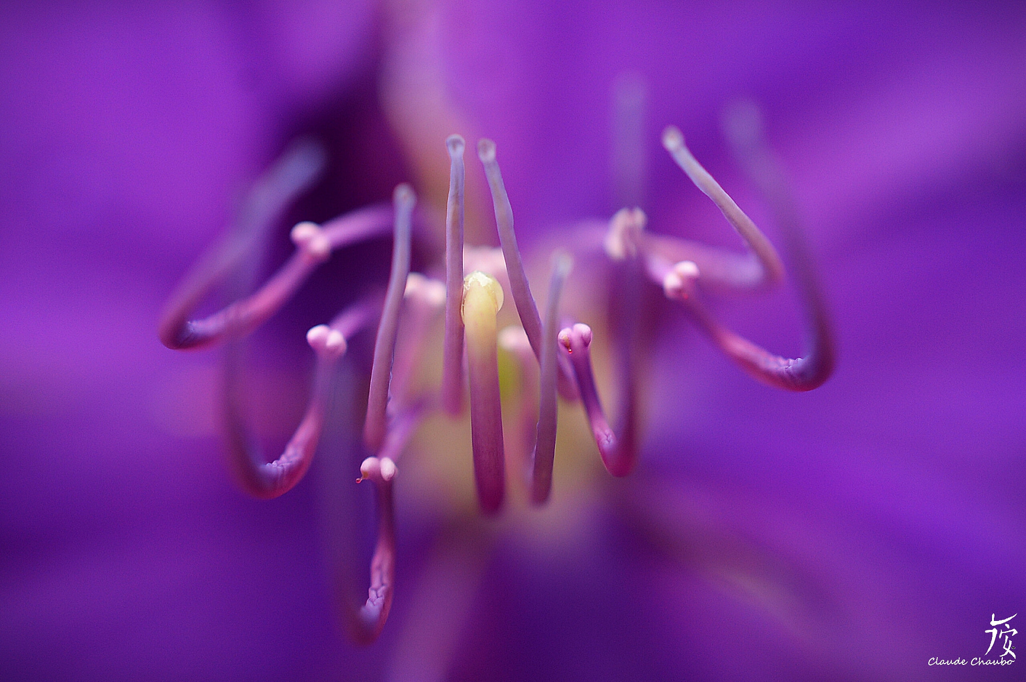 Nikon AF-S DX Micro Nikkor 40mm F2.8 sample photo. Tibouchina (schizocentron) photography