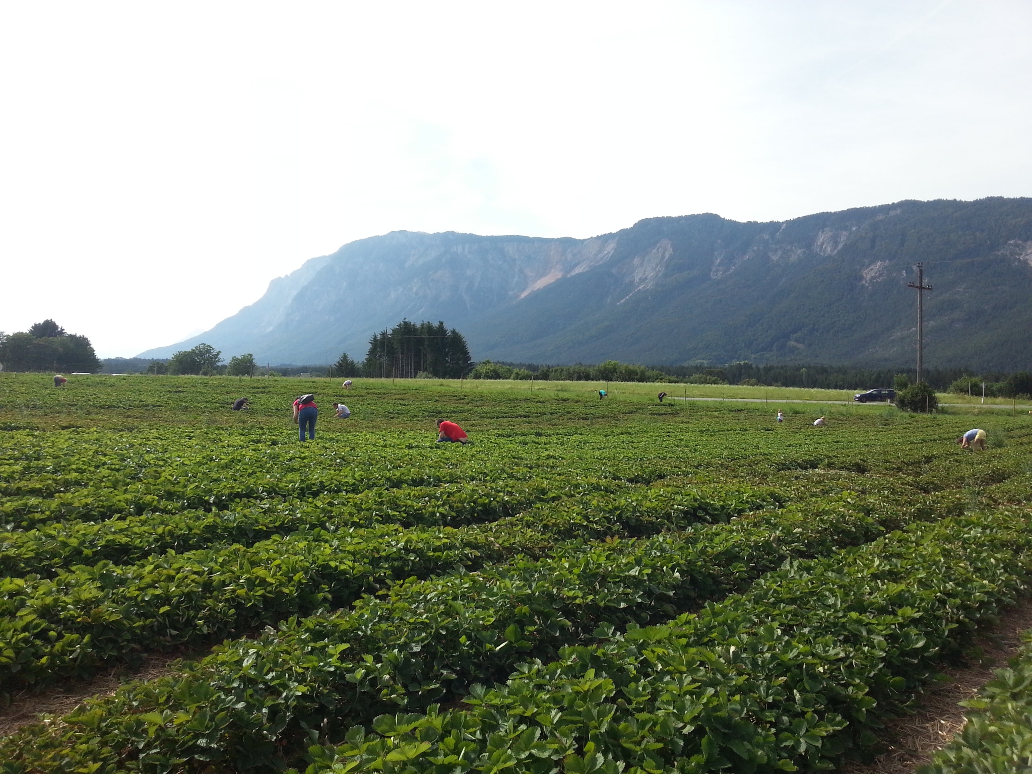 Samsung GT-I8750 sample photo. Collecting fragaria in nature photography