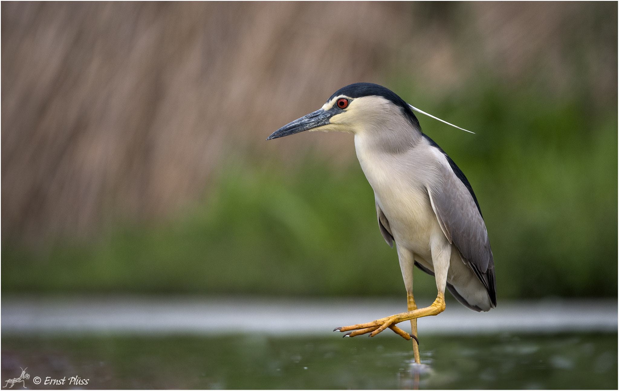 Nikon D5 sample photo. Black-crowned night heron photography