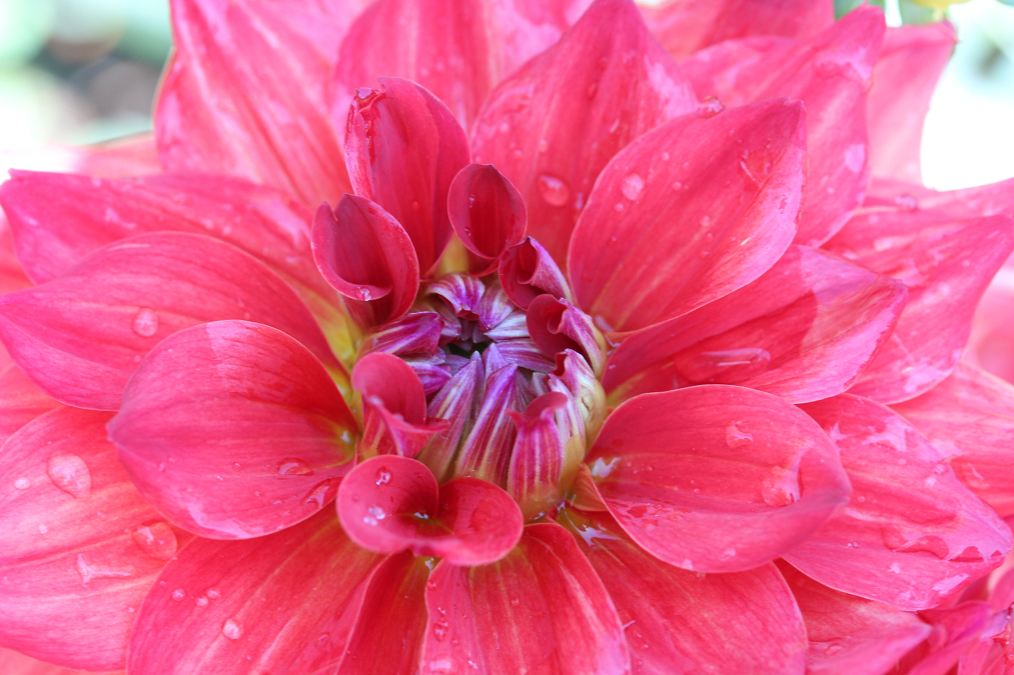 Canon EF-S 60mm F2.8 Macro USM sample photo. Dahlias photography