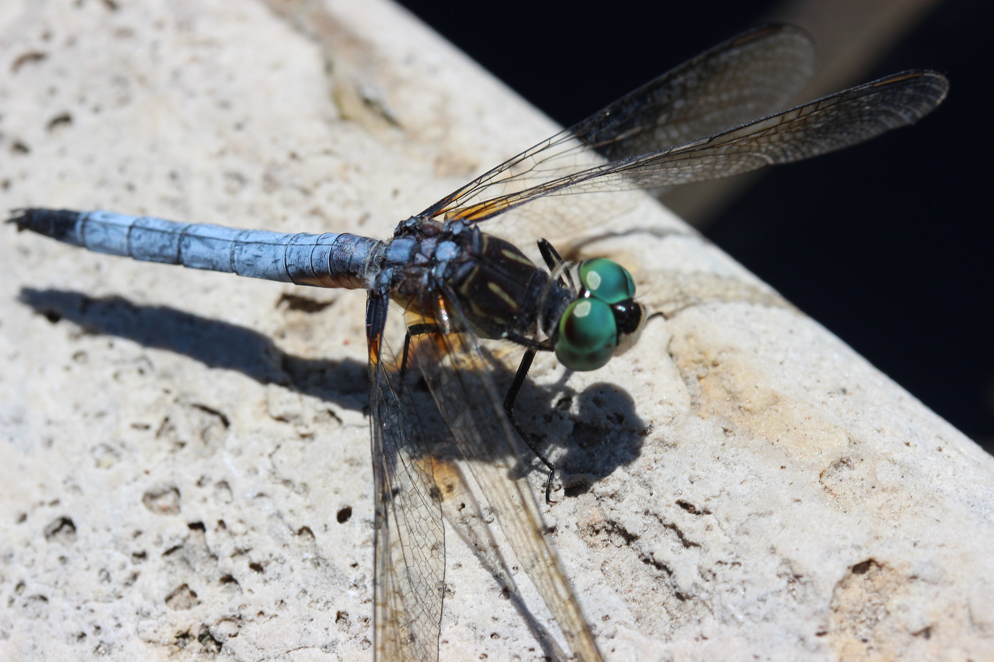 Canon EF-S 60mm F2.8 Macro USM sample photo. Dragonfly photography