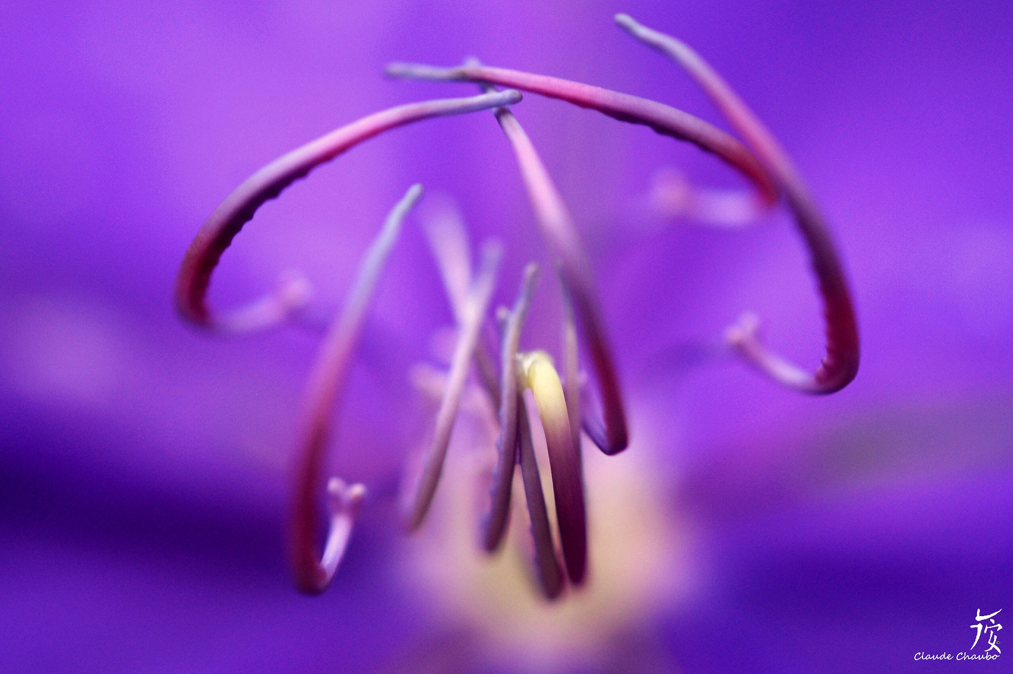Nikon AF-S DX Micro Nikkor 40mm F2.8 sample photo. Tibouchina (schizocentron) photography