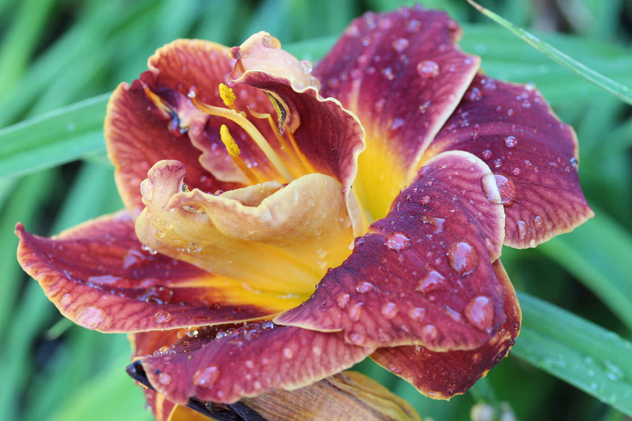 Canon EF-S 60mm F2.8 Macro USM sample photo. Lily1 photography