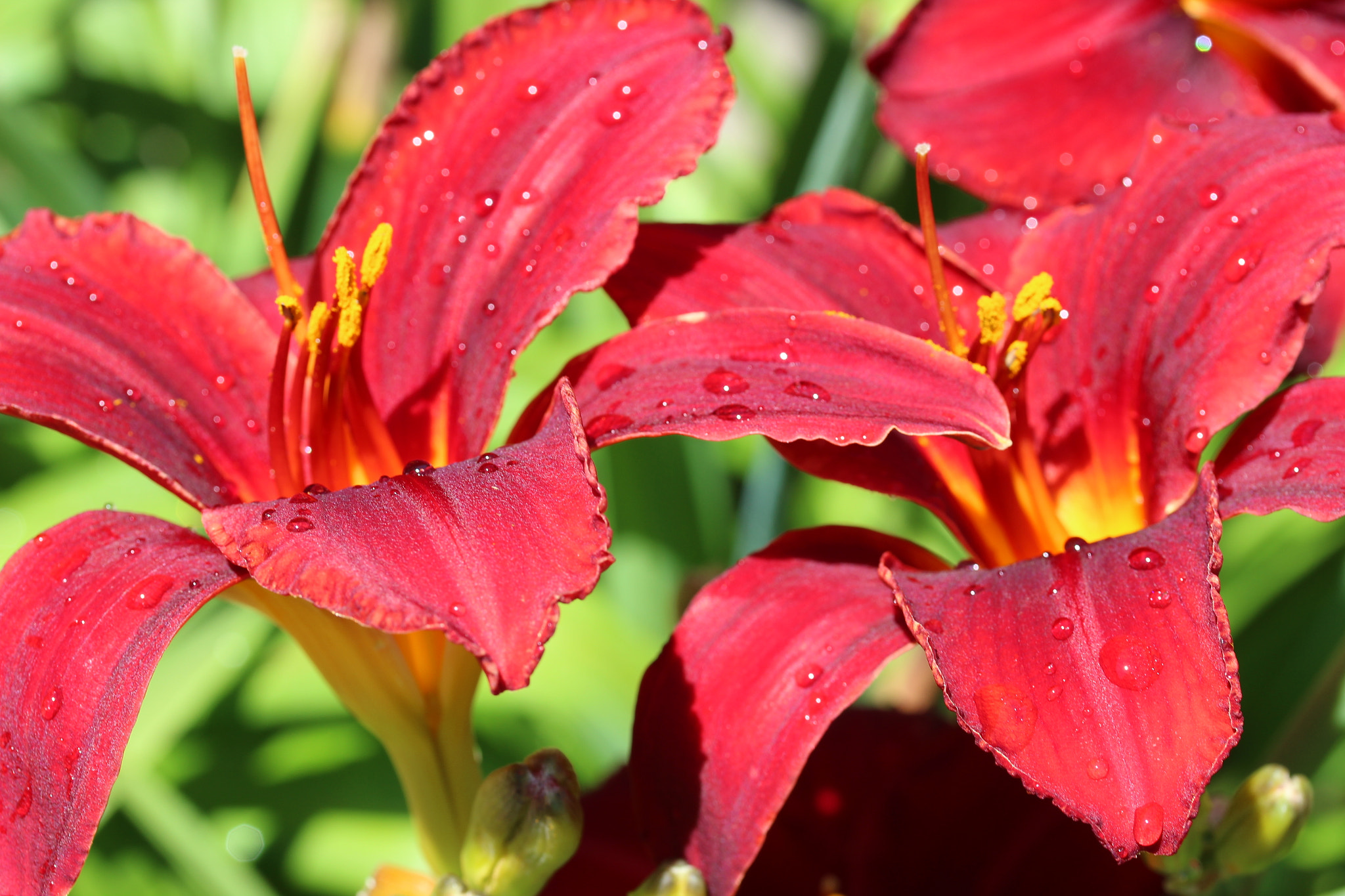 Canon EF-S 60mm F2.8 Macro USM sample photo. Lily's 2 photography