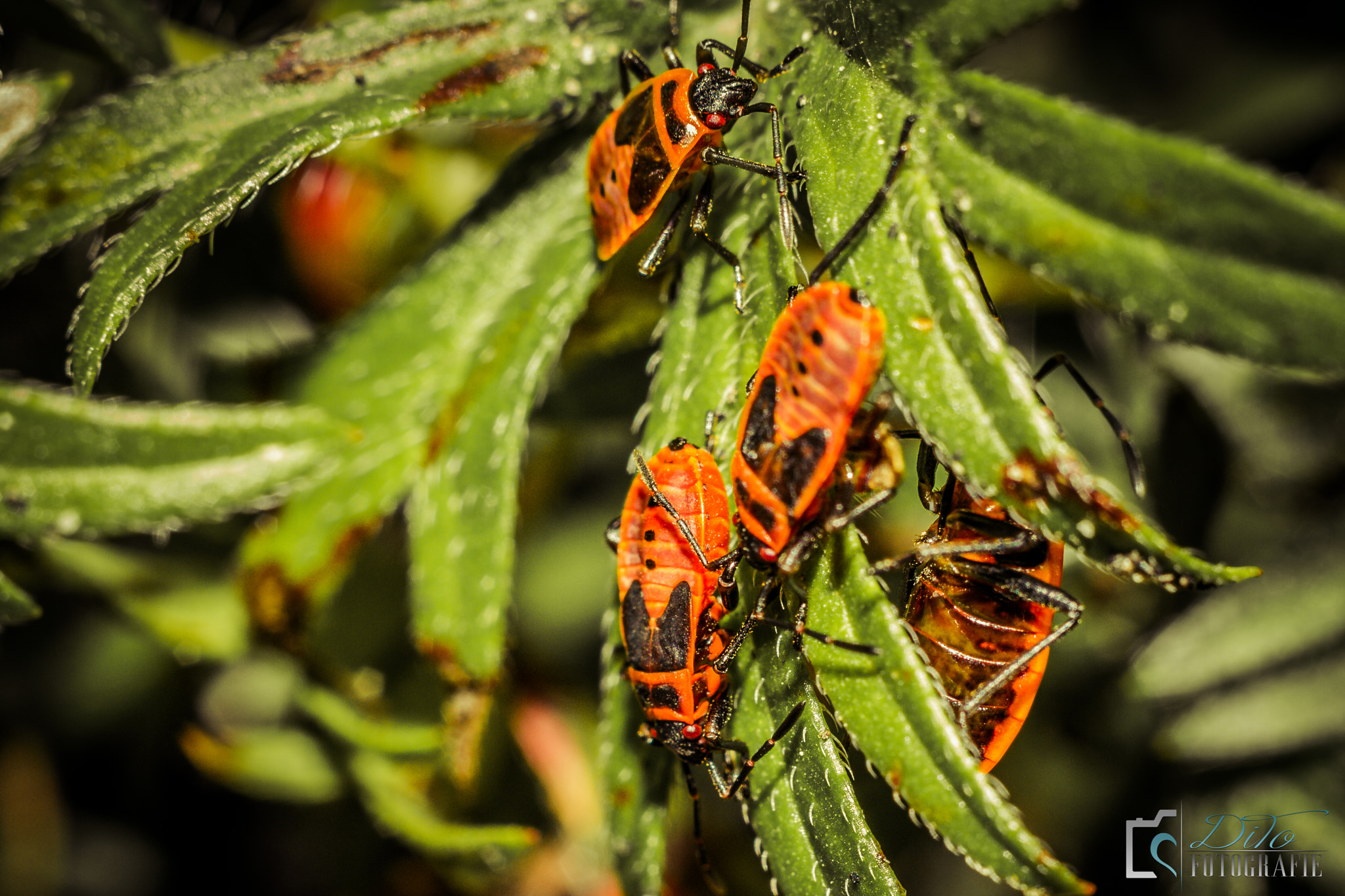Canon EOS 7D + Canon EF 50mm F1.8 II sample photo. Fire beetle photography