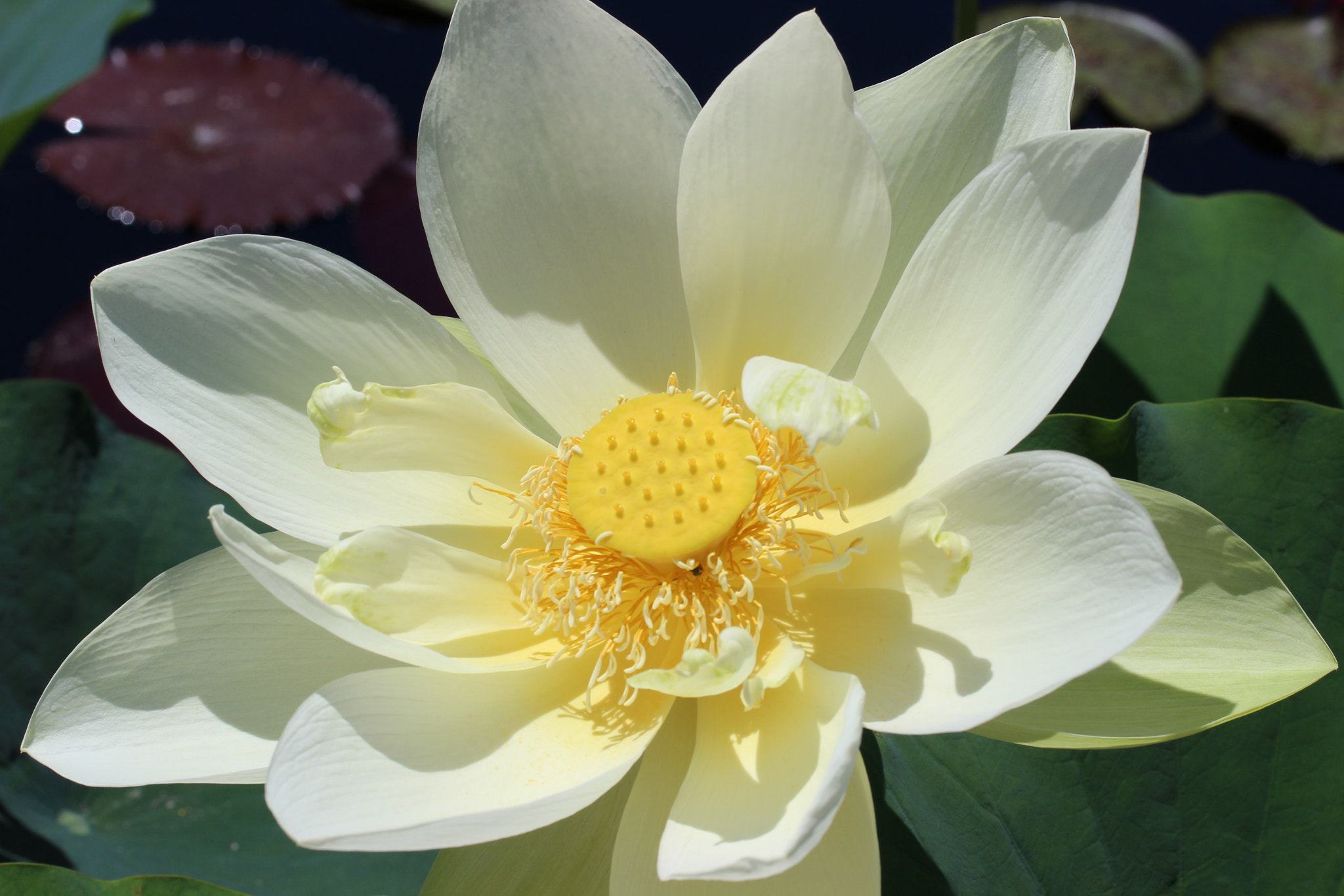 Canon EF-S 60mm F2.8 Macro USM sample photo
