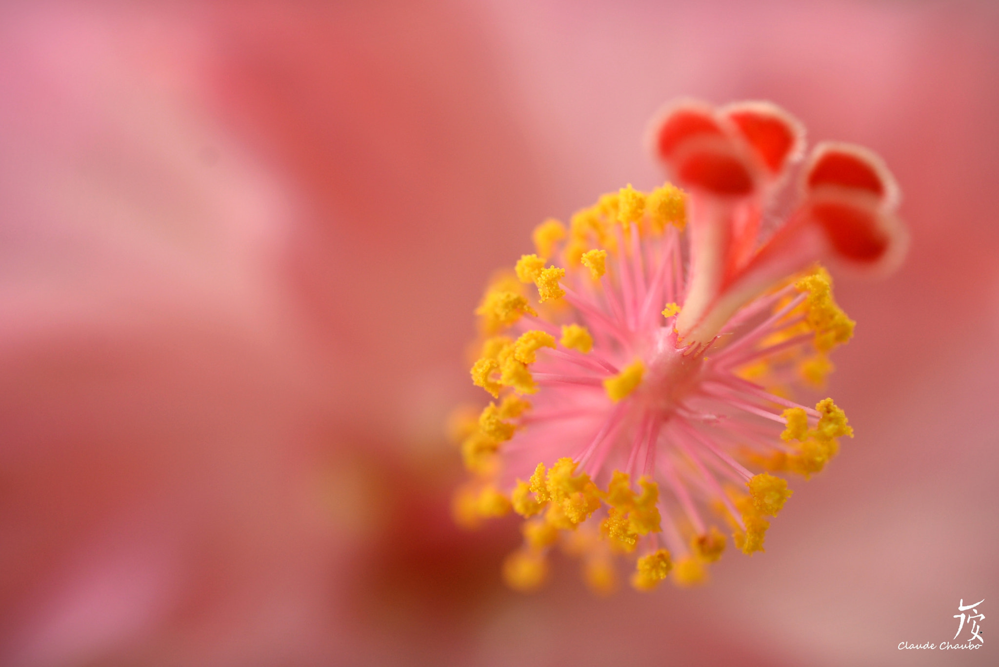 Nikon AF-S DX Micro Nikkor 40mm F2.8 sample photo. Hibiscus photography