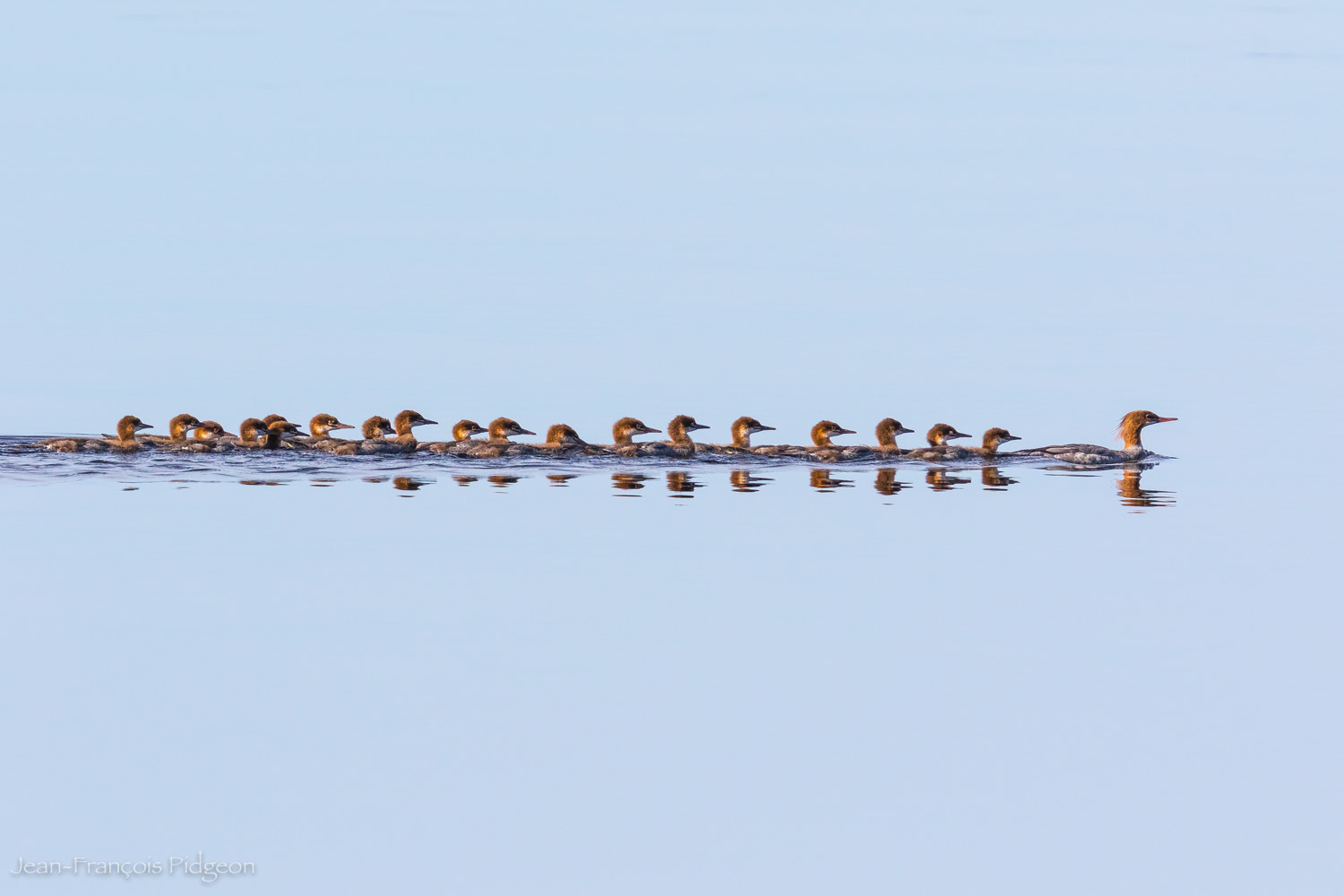 Canon EF 500mm F4L IS II USM sample photo. Female merganser and kids photography
