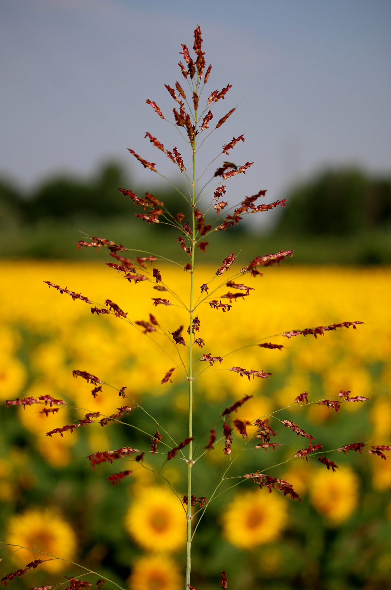 Canon EF-S 55-250mm F4-5.6 IS STM sample photo. Estate a bologna photography