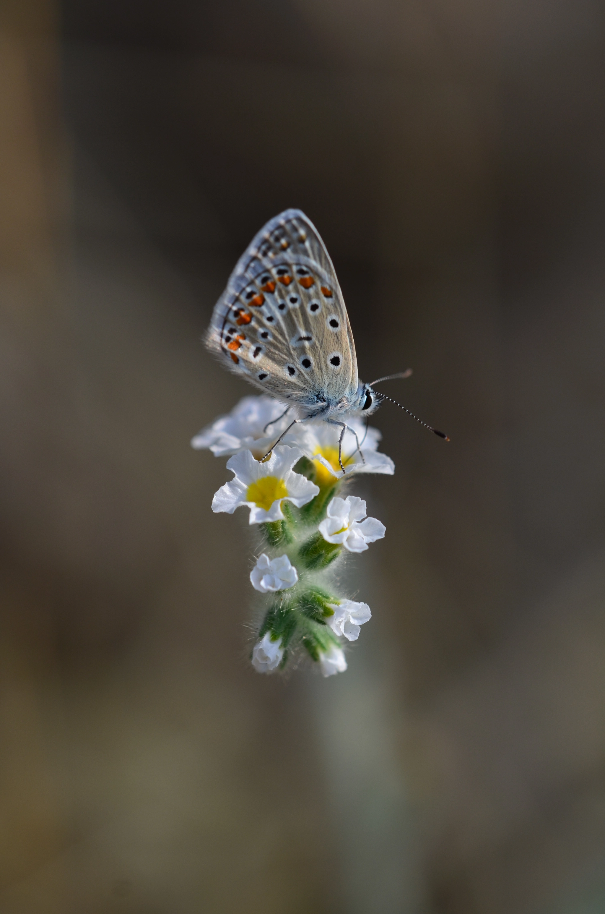 Nikon D7000 + Sigma 150mm F2.8 EX DG Macro HSM sample photo. Dsc_0902.jpg photography