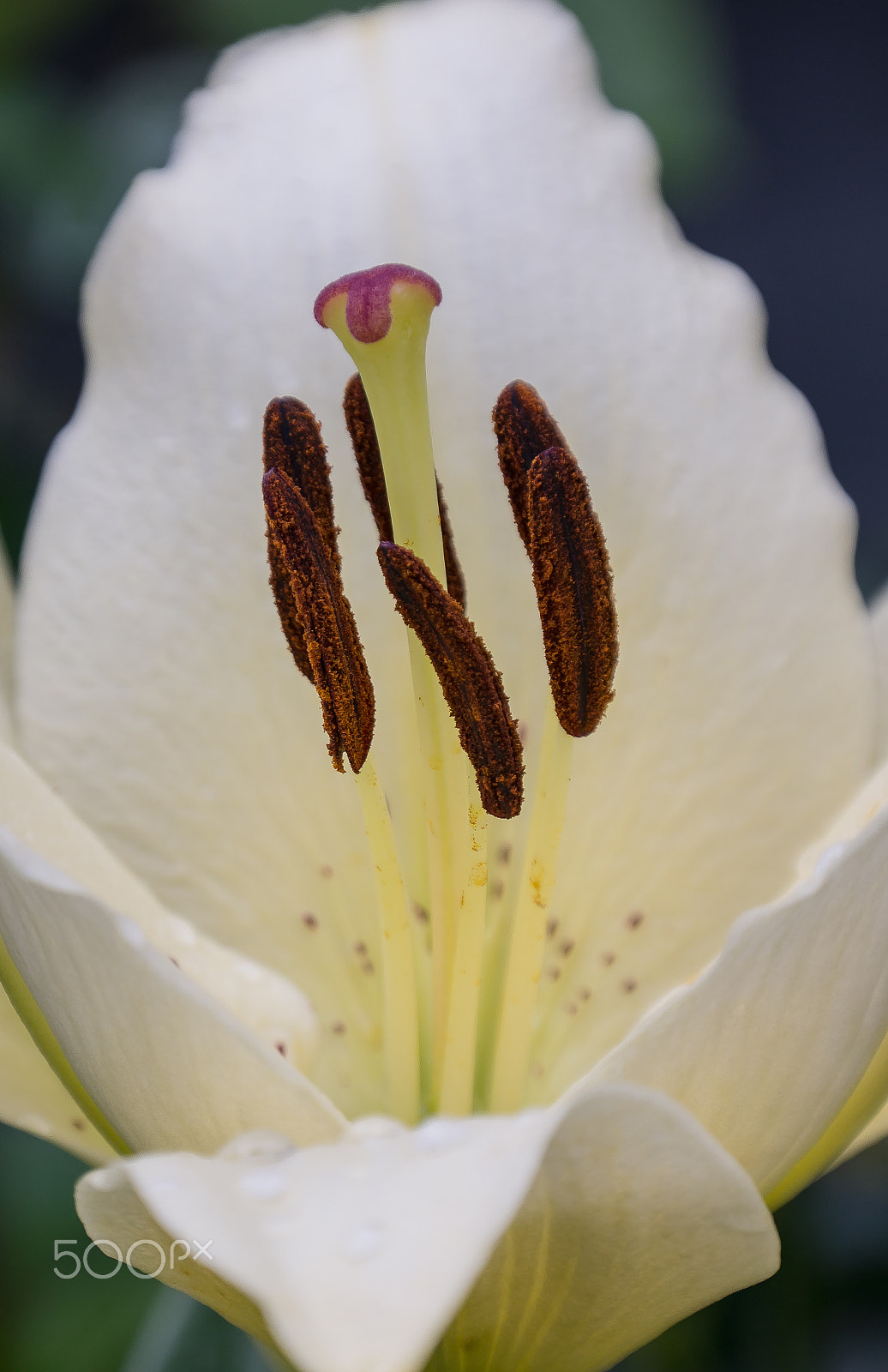 Samsung NX 18-200mm F3.5-6.3 ED OIS sample photo. The white lily photography