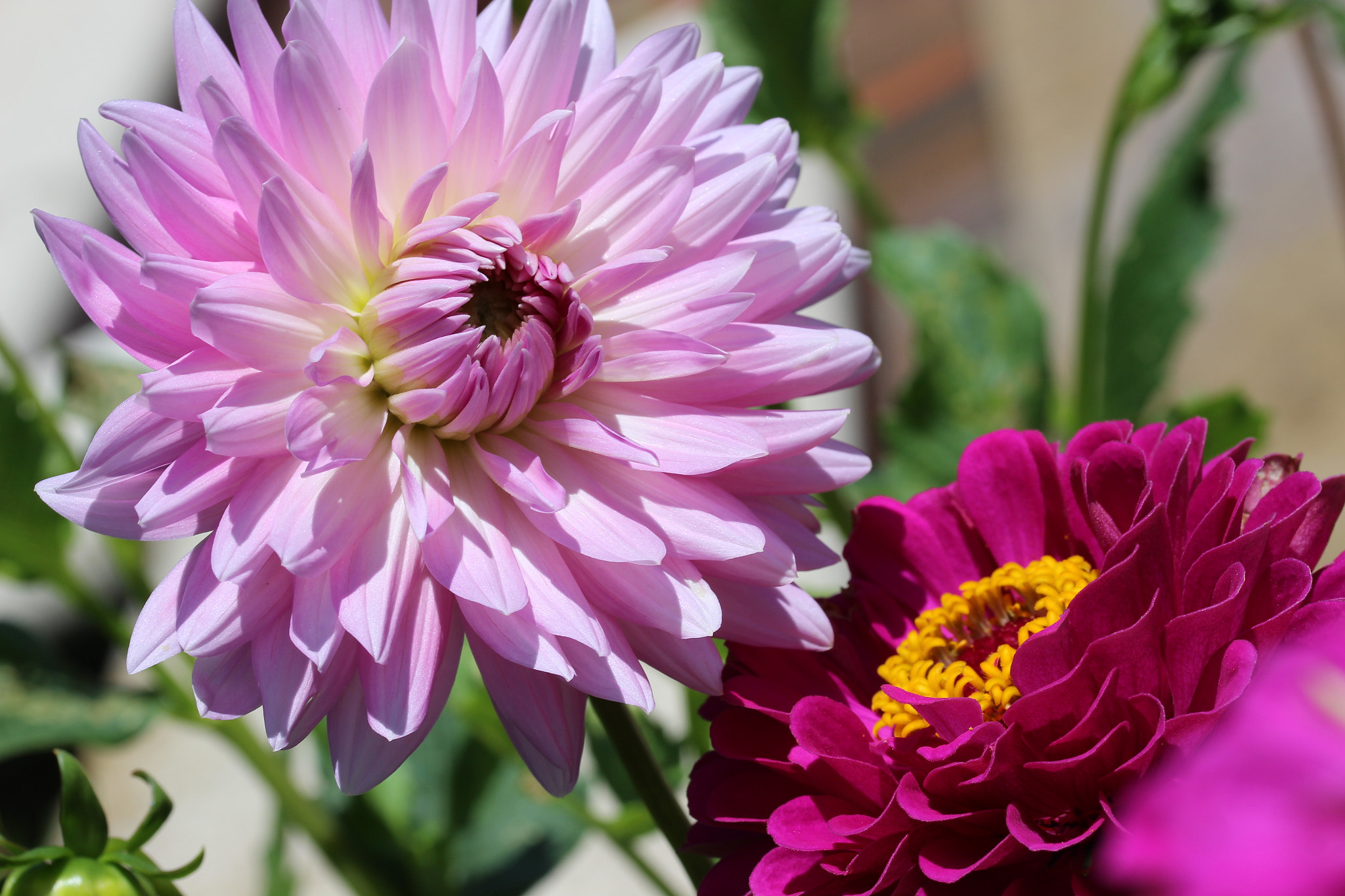 Canon EF-S 60mm F2.8 Macro USM sample photo