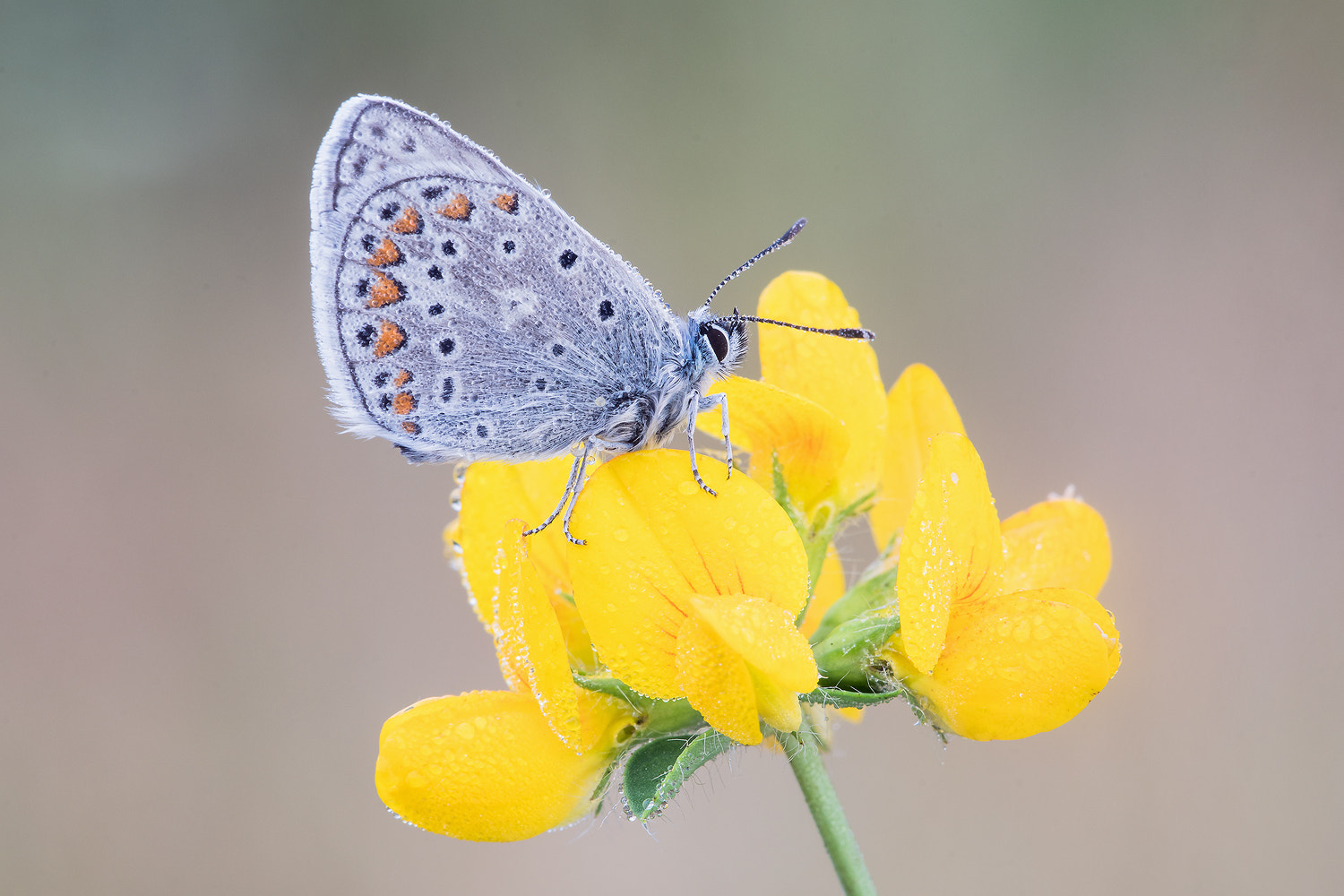 Nikon D500 + Sigma 150mm F2.8 EX DG Macro HSM sample photo. Common blue photography