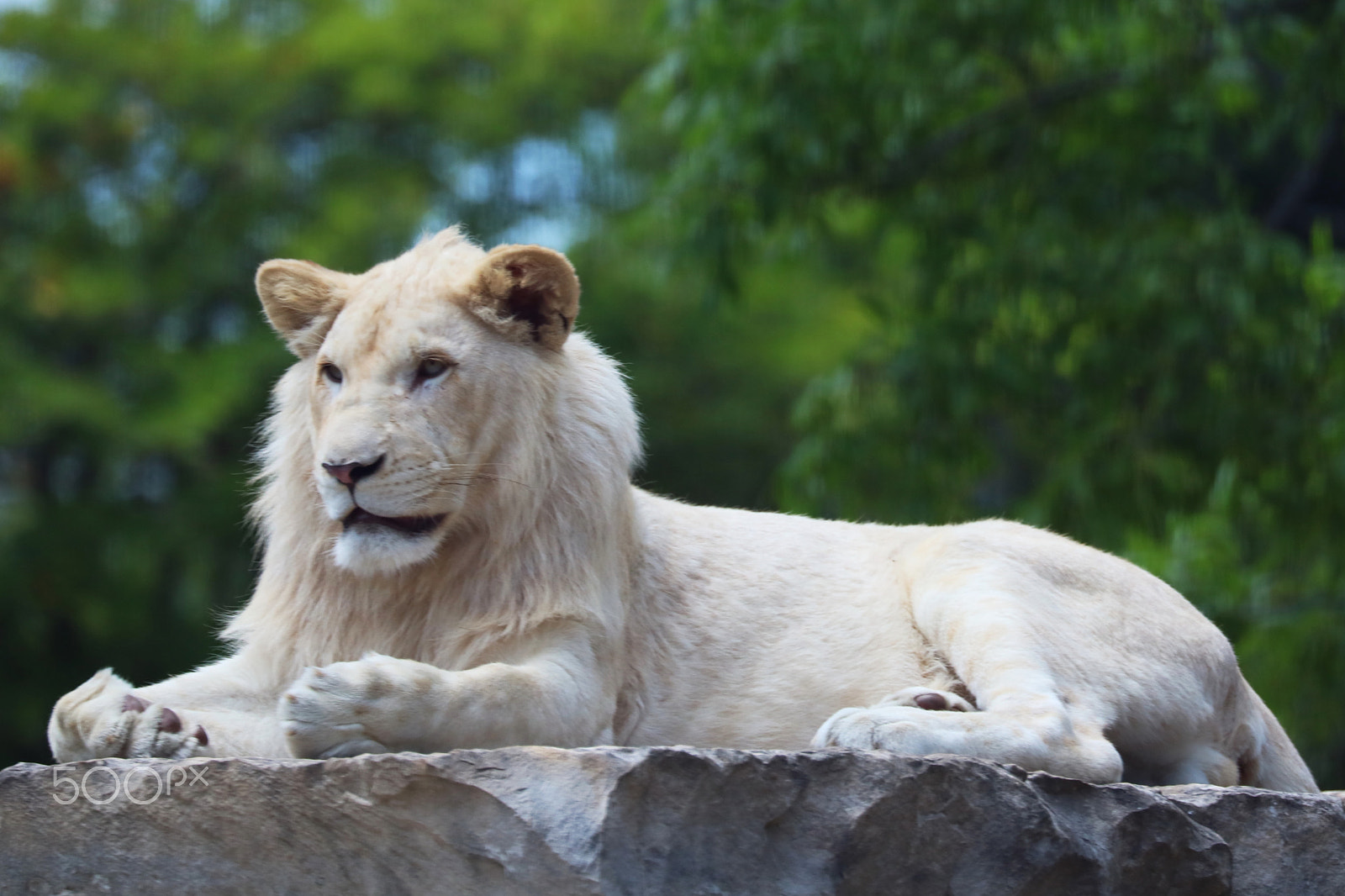 Canon EOS 760D (EOS Rebel T6s / EOS 8000D) sample photo. White lion - 03 photography
