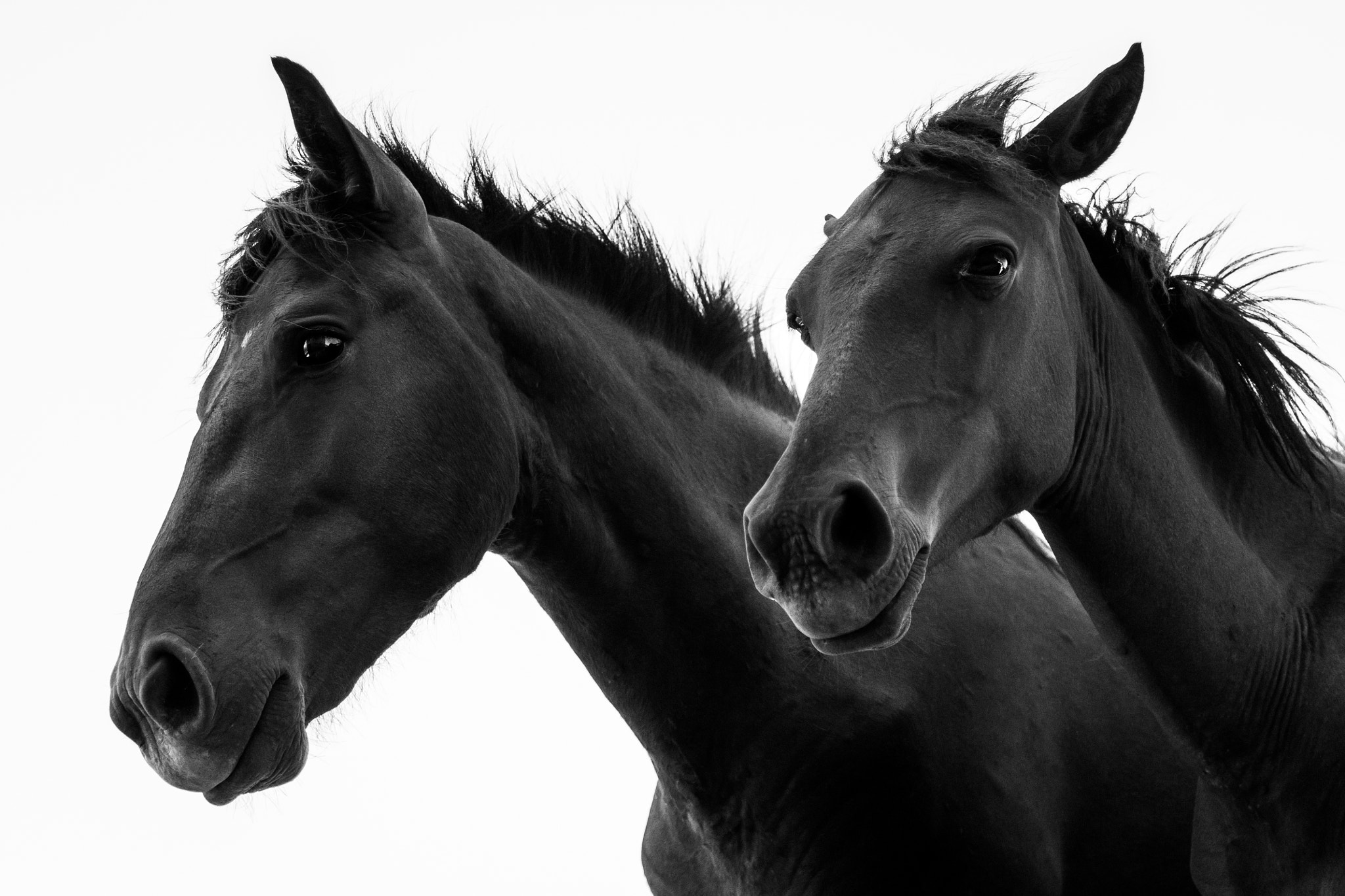 Canon EOS 500D (EOS Rebel T1i / EOS Kiss X3) sample photo. Wild colt and mare photography