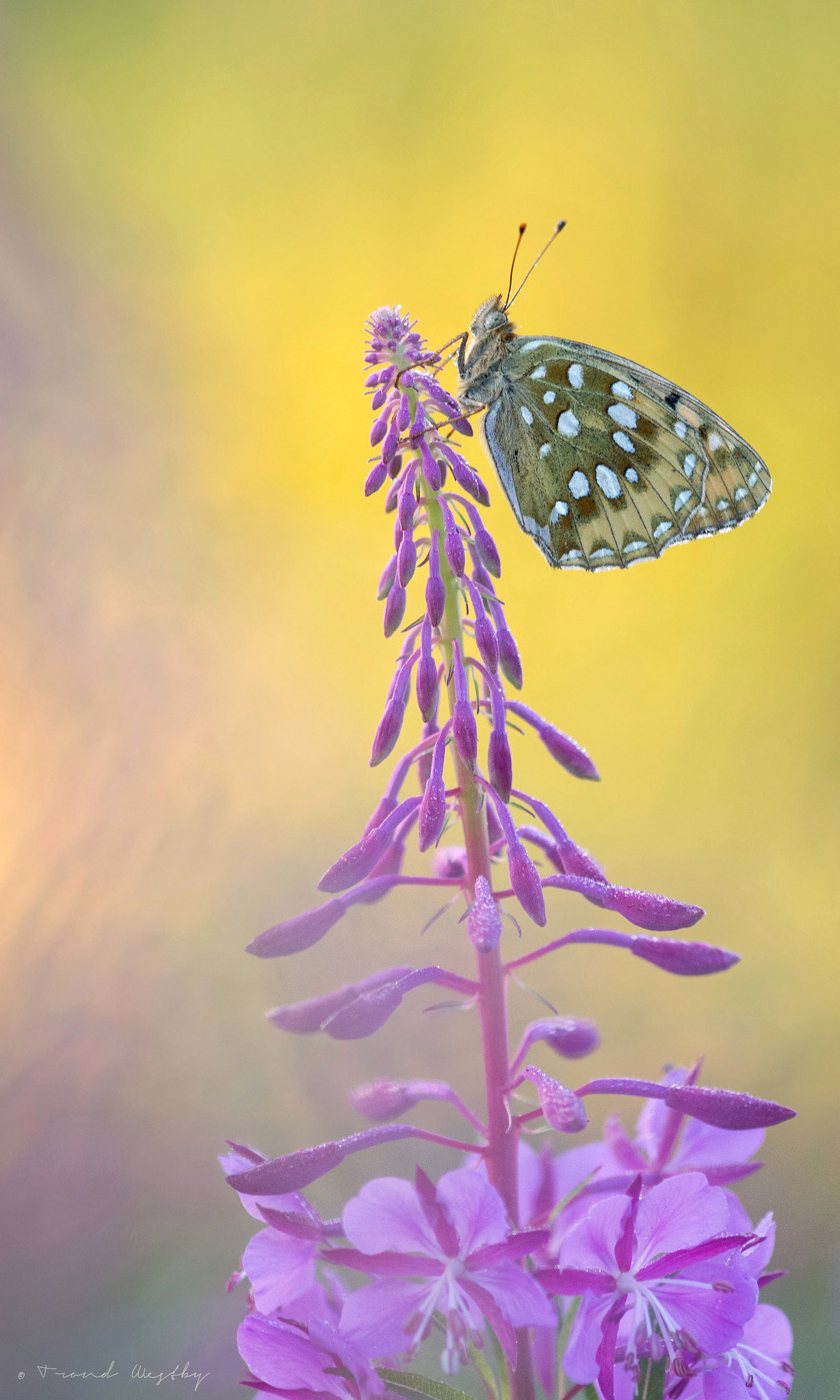 Nikon D7100 + Sigma 105mm F2.8 EX DG Macro sample photo. Dark green fritillary photography