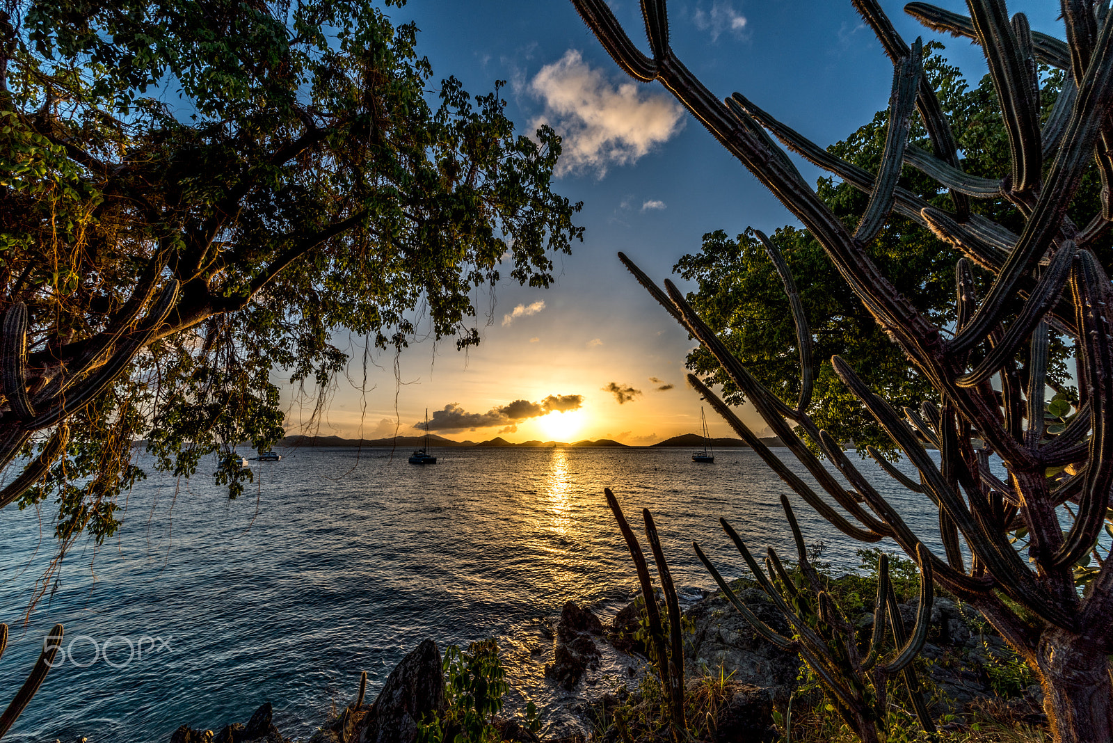 Sigma 12-24mm F4.5-5.6 II DG HSM sample photo. Cactus sunset photography