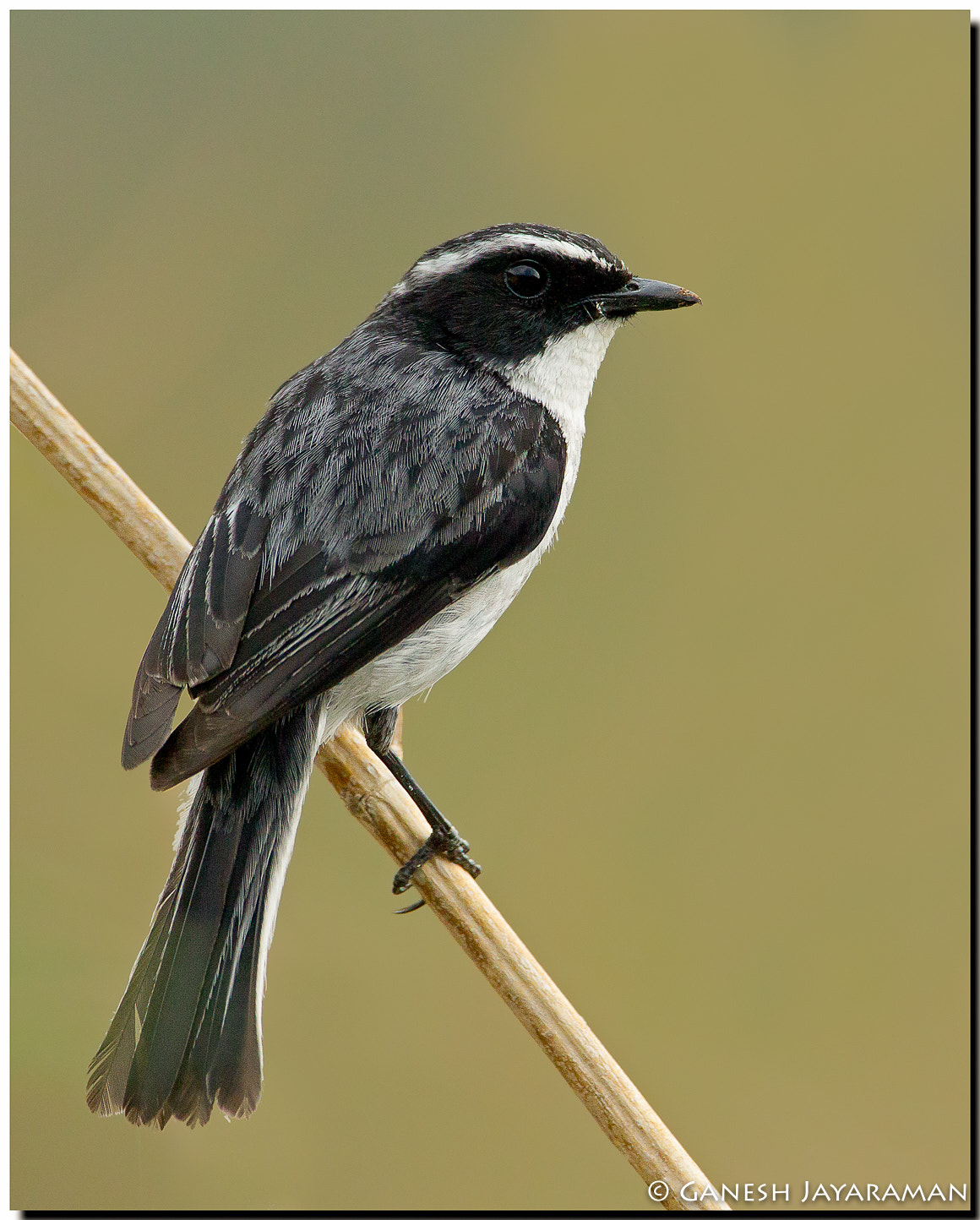 Canon EF 500mm F4L IS USM sample photo. Grey bushchat (saxicola ferreus) photography