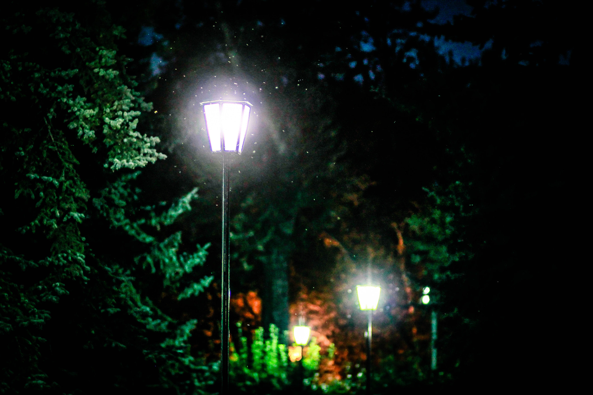 Canon EOS 500D (EOS Rebel T1i / EOS Kiss X3) + Canon EF 85mm F1.8 USM sample photo. Night park photography