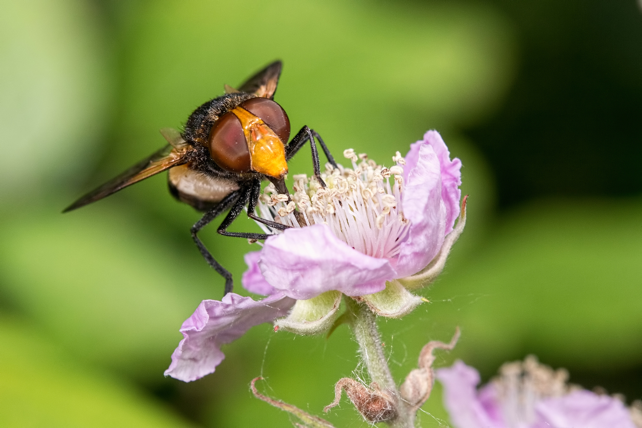 Canon EF 100mm F2.8 Macro USM sample photo. Great pied hoverfly photography