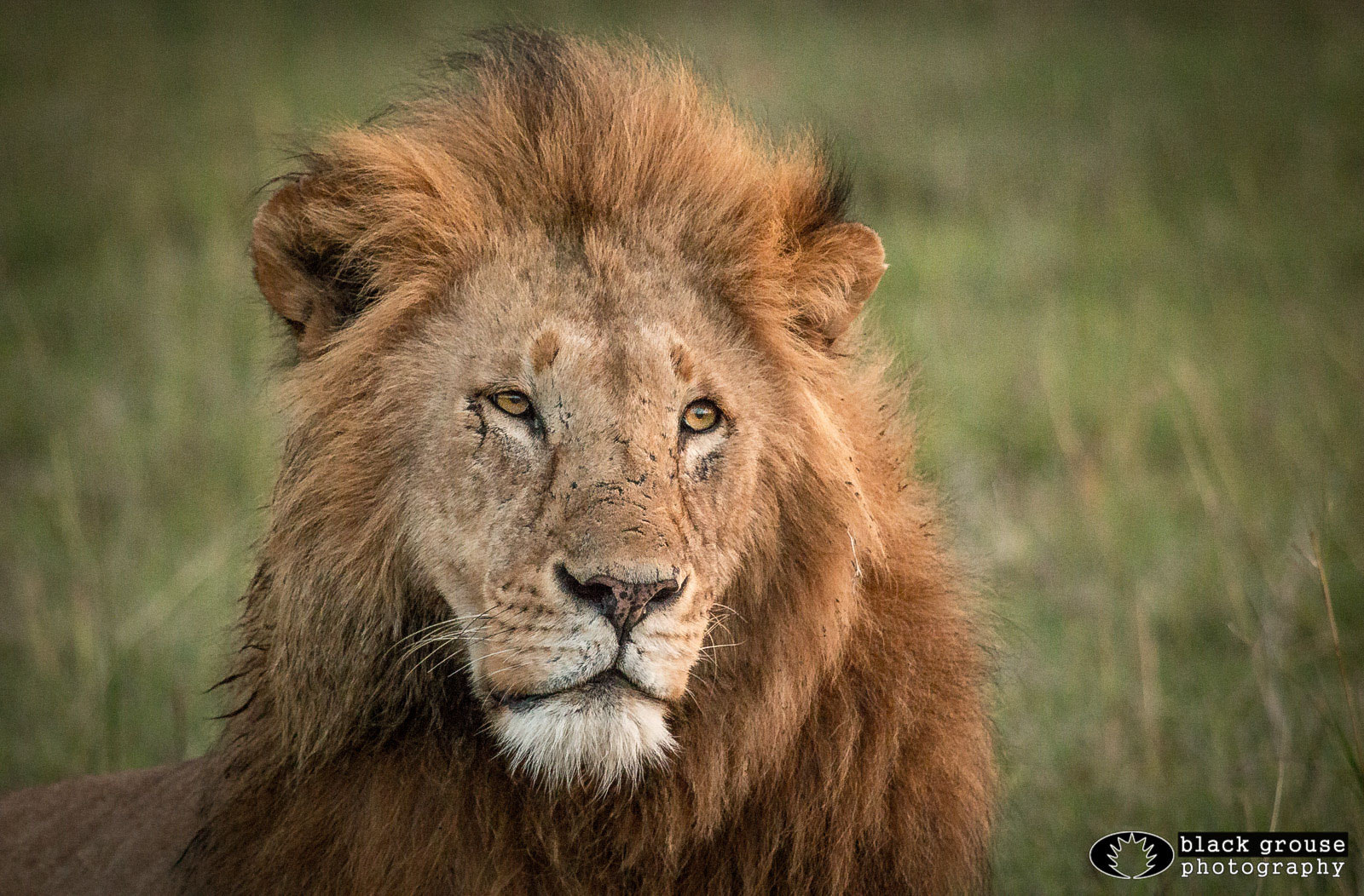 Canon EF 100-400mm F4.5-5.6L IS USM sample photo. Mister handsome photography