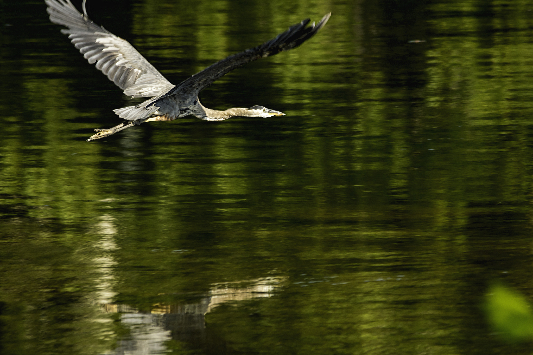 Sigma 150-500mm F5-6.3 DG OS HSM sample photo. Big flight photography
