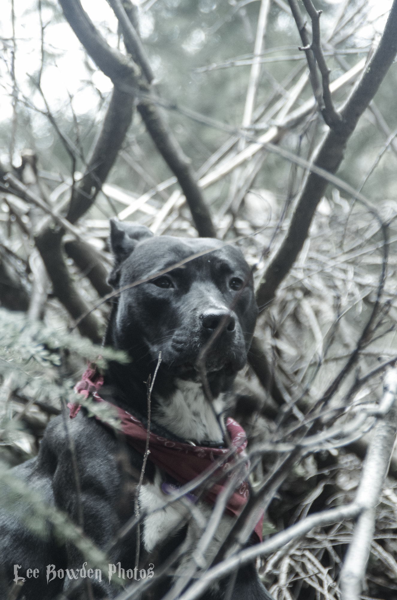 Tamron AF 18-200mm F3.5-6.3 XR Di II LD Aspherical (IF) Macro sample photo. Proud pitty photography