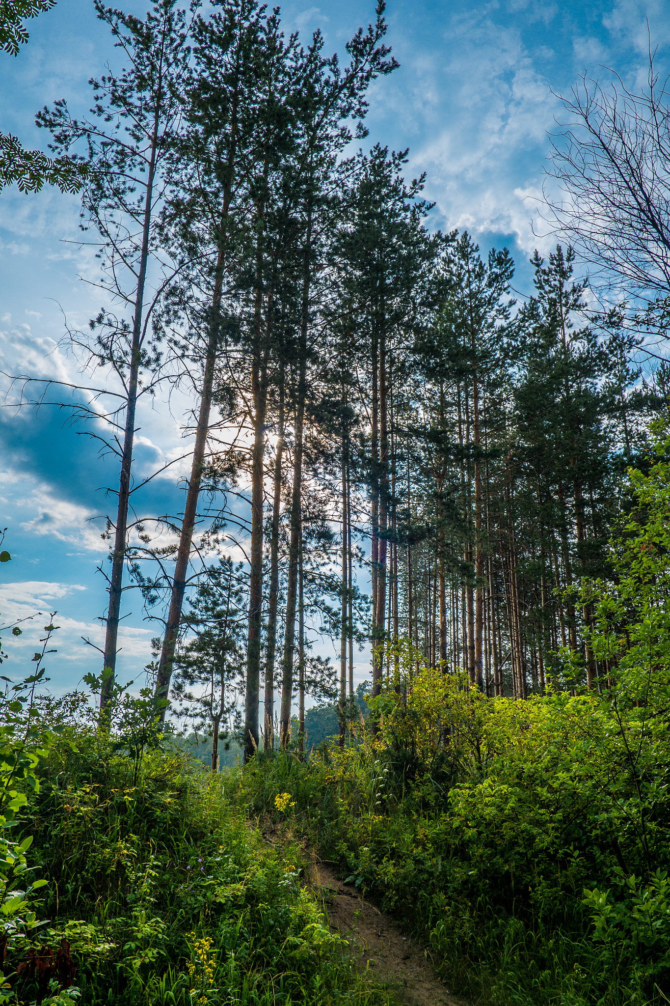 Fujifilm X-A1 + Fujifilm XF 18mm F2 R sample photo. Pine photography