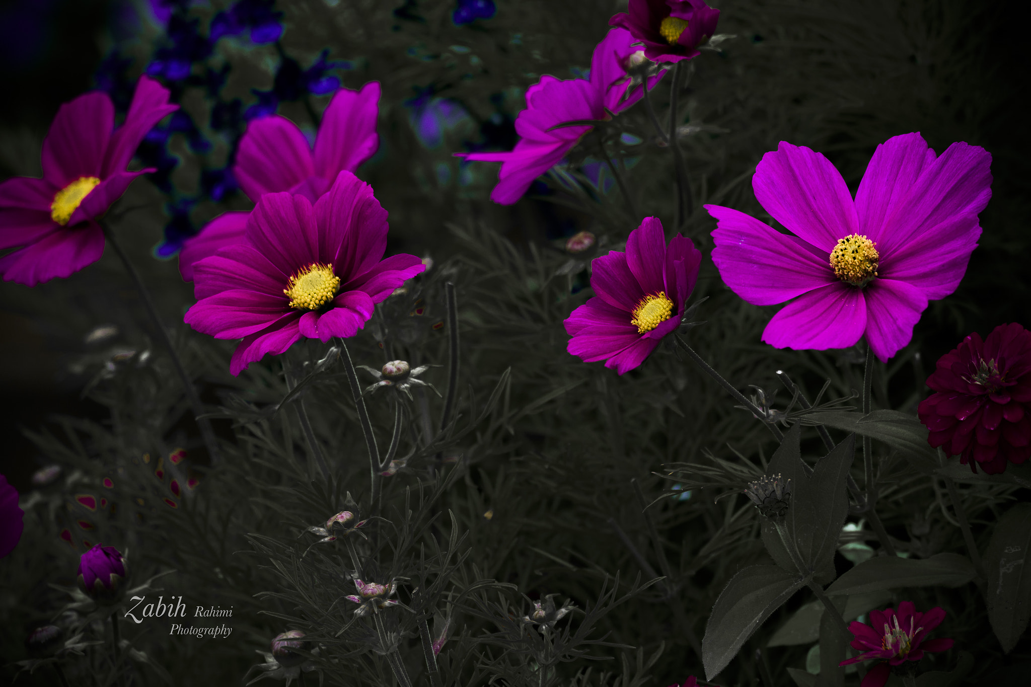 150-600mm F5-6.3 DG OS HSM | Contemporary 015 sample photo. Beauty of creature photography