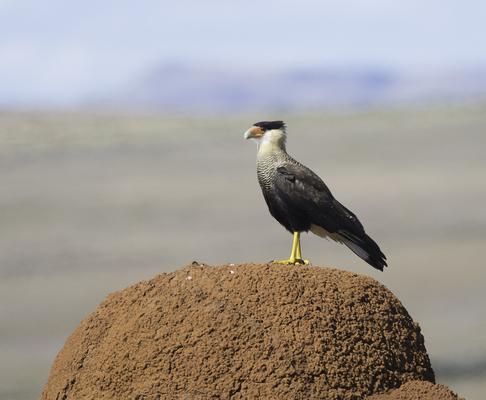 Nikon D600 + Nikon AF-S Nikkor 300mm F4D ED-IF sample photo. Caracara photography