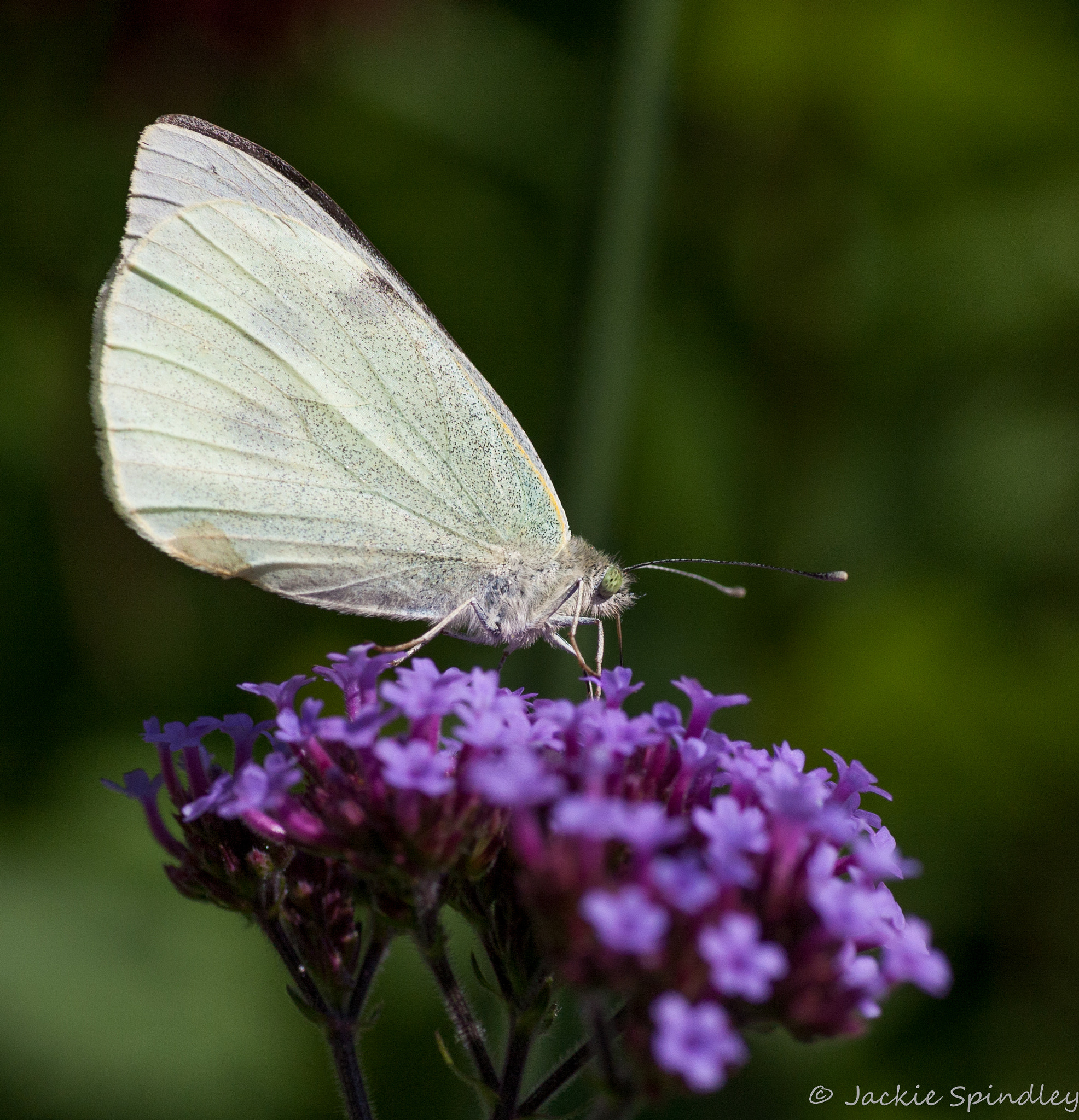 Canon EOS 40D + Tamron SP AF 90mm F2.8 Di Macro sample photo. Small white photography