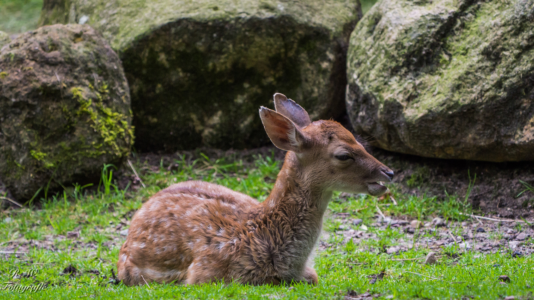 Panasonic Lumix DMC-GH3 + LEICA DG 100-400/F4.0-6.3 sample photo. Damwildkalb photography