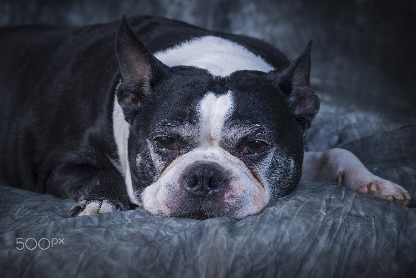 Nikon D200 + AF Zoom-Nikkor 35-70mm f/2.8D sample photo. Boston terrier at the studio photography