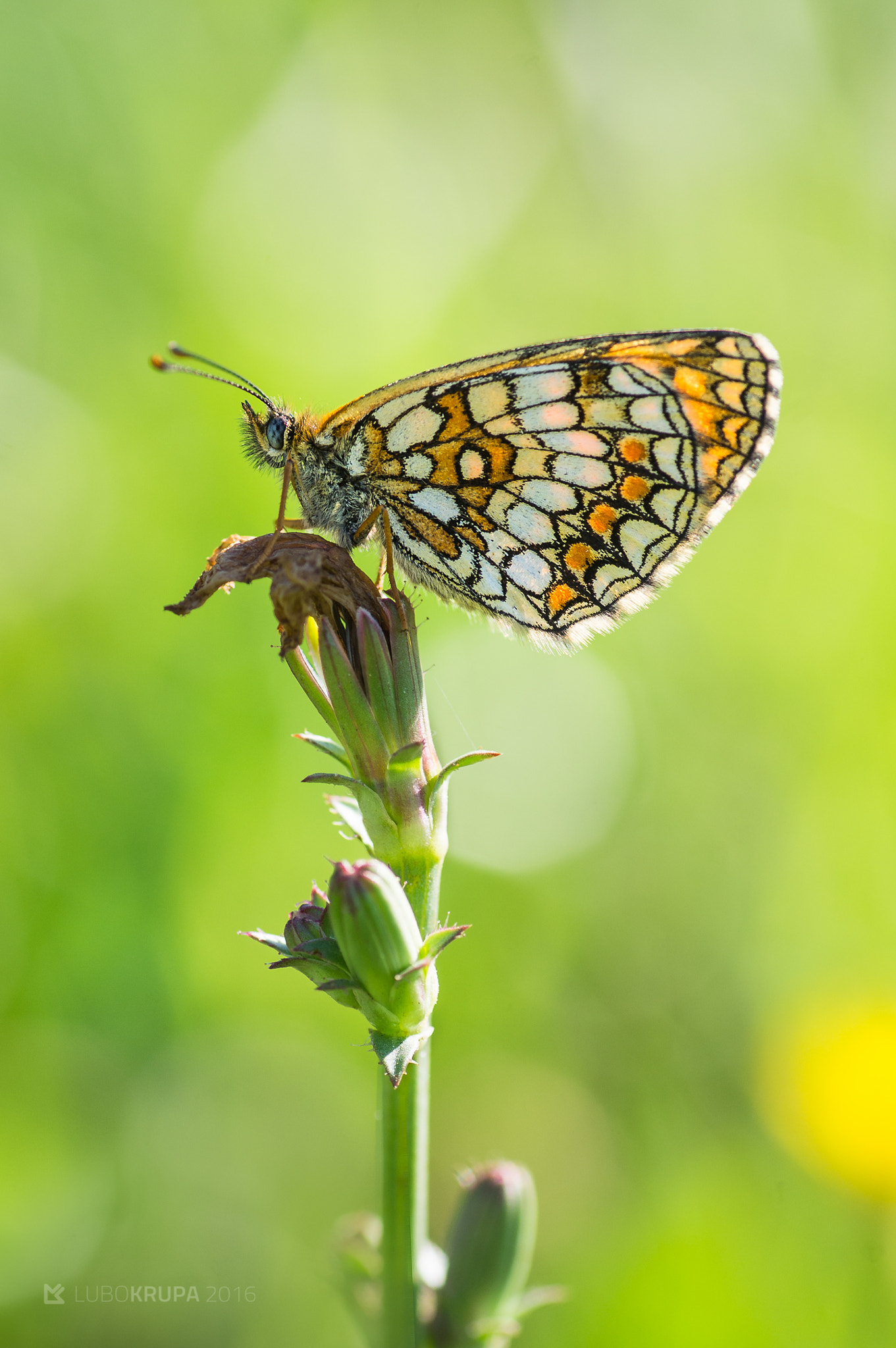 Pentax K-r + Tamron SP AF 90mm F2.8 Di Macro sample photo. Melitaea athalia photography