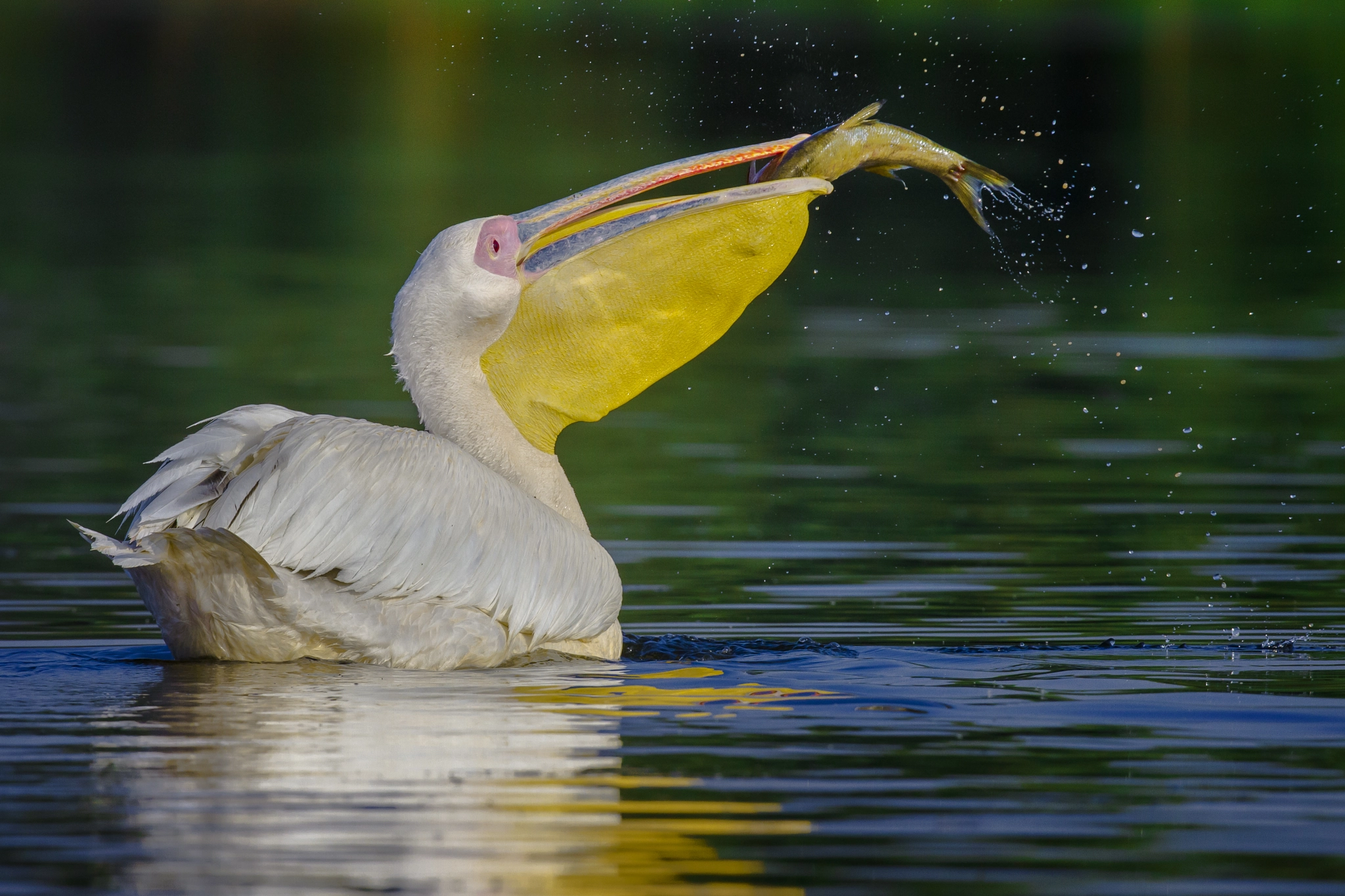 Canon EOS 7D + Canon EF 400mm F2.8L IS USM sample photo. Go...fish photography