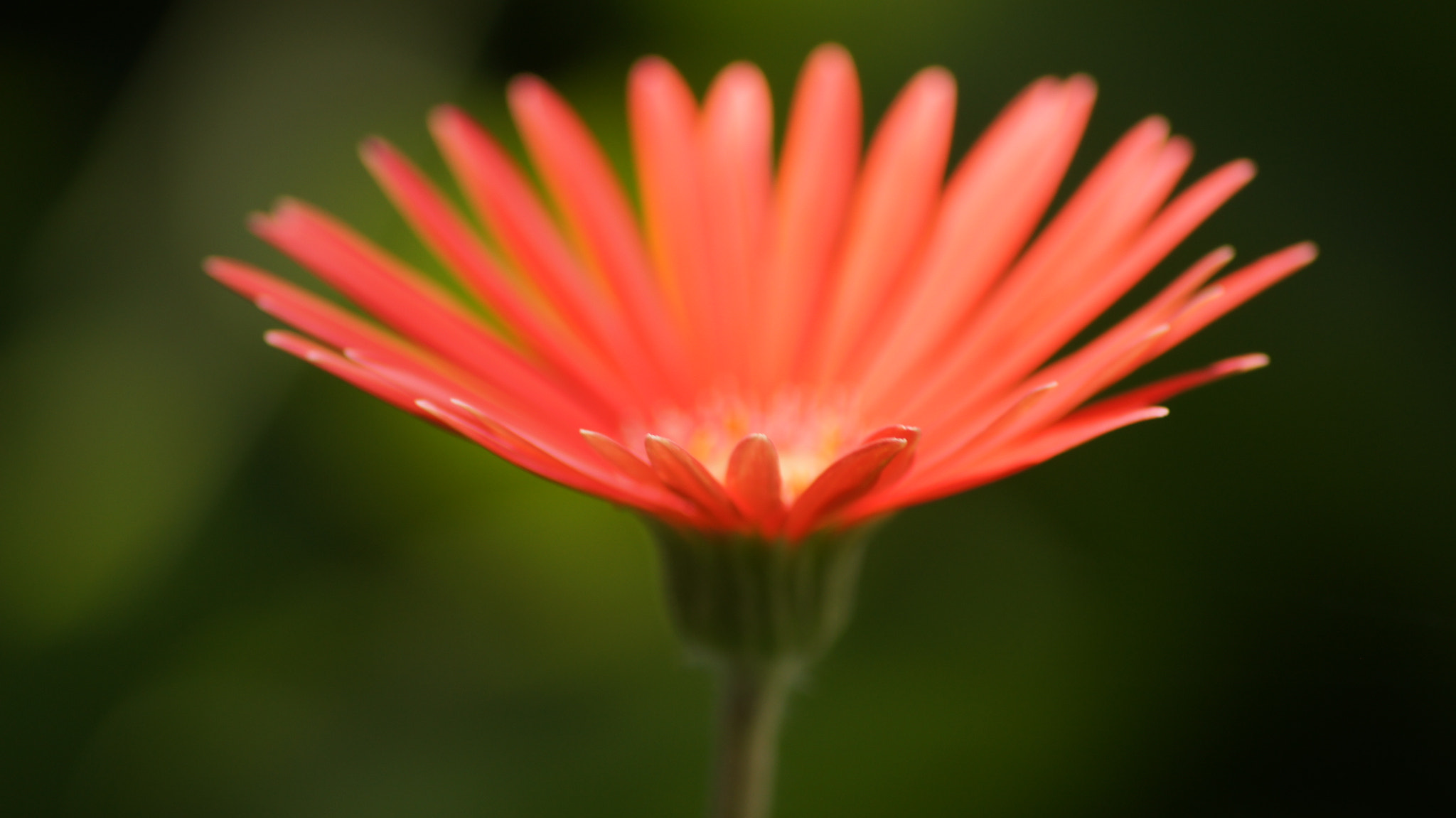 Sony DT 55-200mm F4-5.6 SAM sample photo
