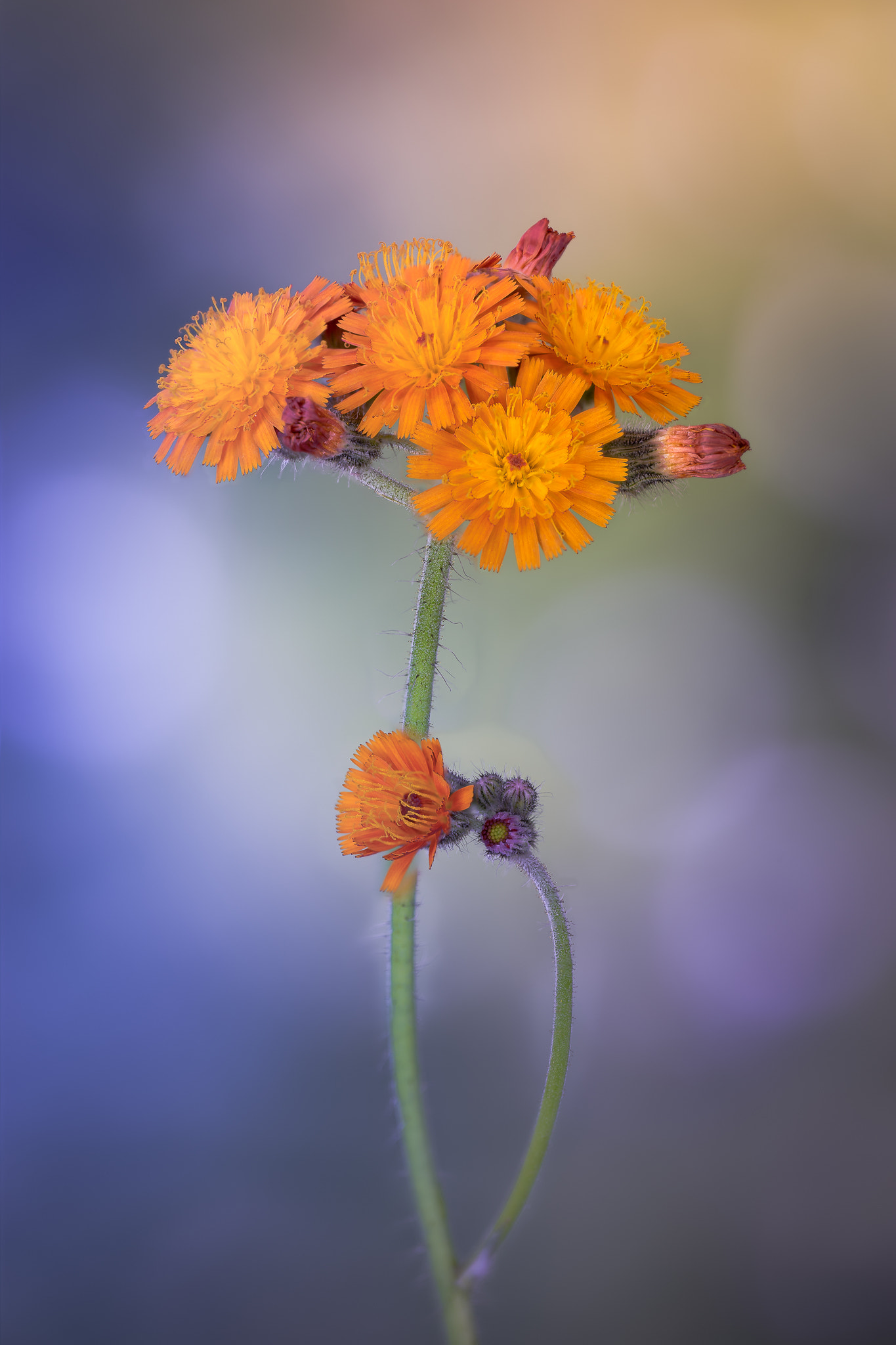100mm F2.8 G SSM OSS sample photo. Miss orange photography