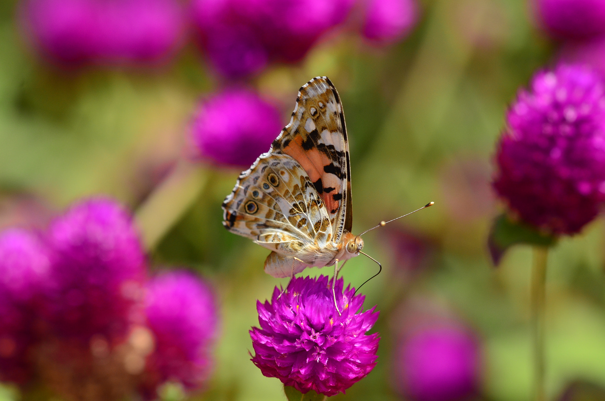 Nikon D7000 + Sigma 150mm F2.8 EX DG Macro HSM sample photo. Pink photography